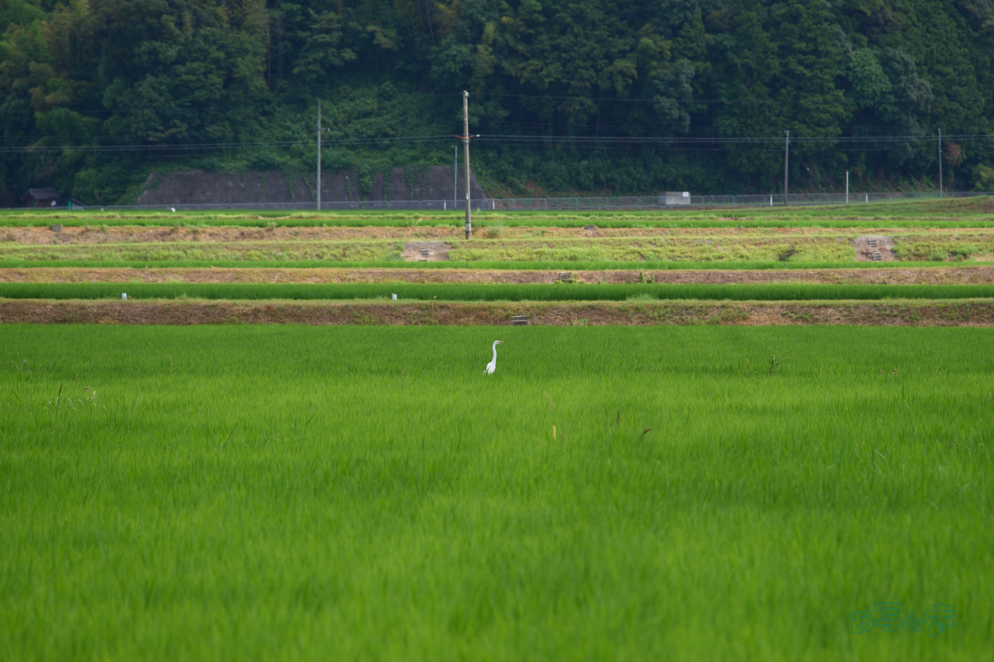 https://www.yaotomi.co.jp/blog/walk/P7291389co%2C150%20mm%2CF5%2Ciso200%2COM%2040-150mm%20F4.0.jpg