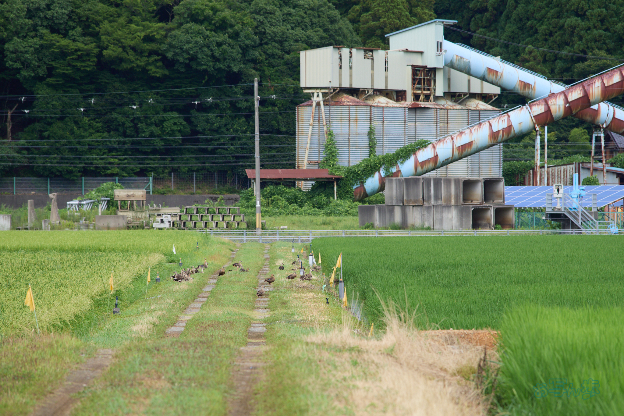 https://www.yaotomi.co.jp/blog/walk/P7291397co%2C150%20mm%2CF5%2Ciso200%2COM%2040-150mm%20F4.0.jpg