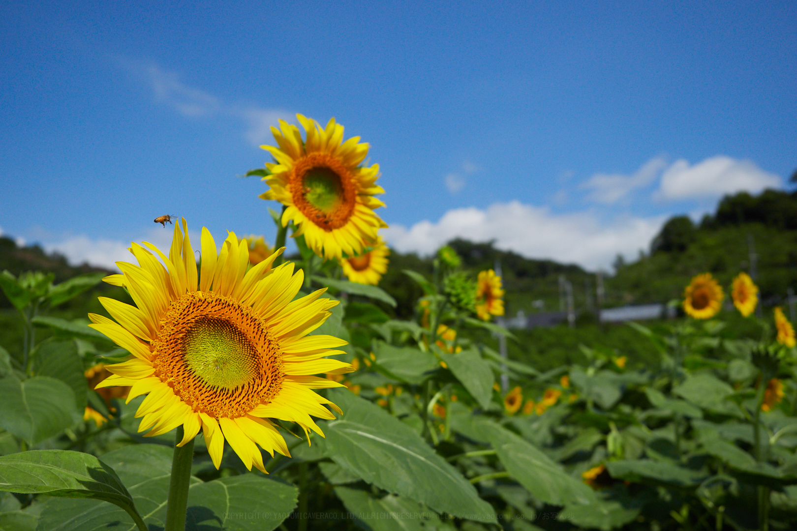 https://www.yaotomi.co.jp/blog/walk/P7310325%2C16%20mm%2CF2.8%2Ciso200.jpg