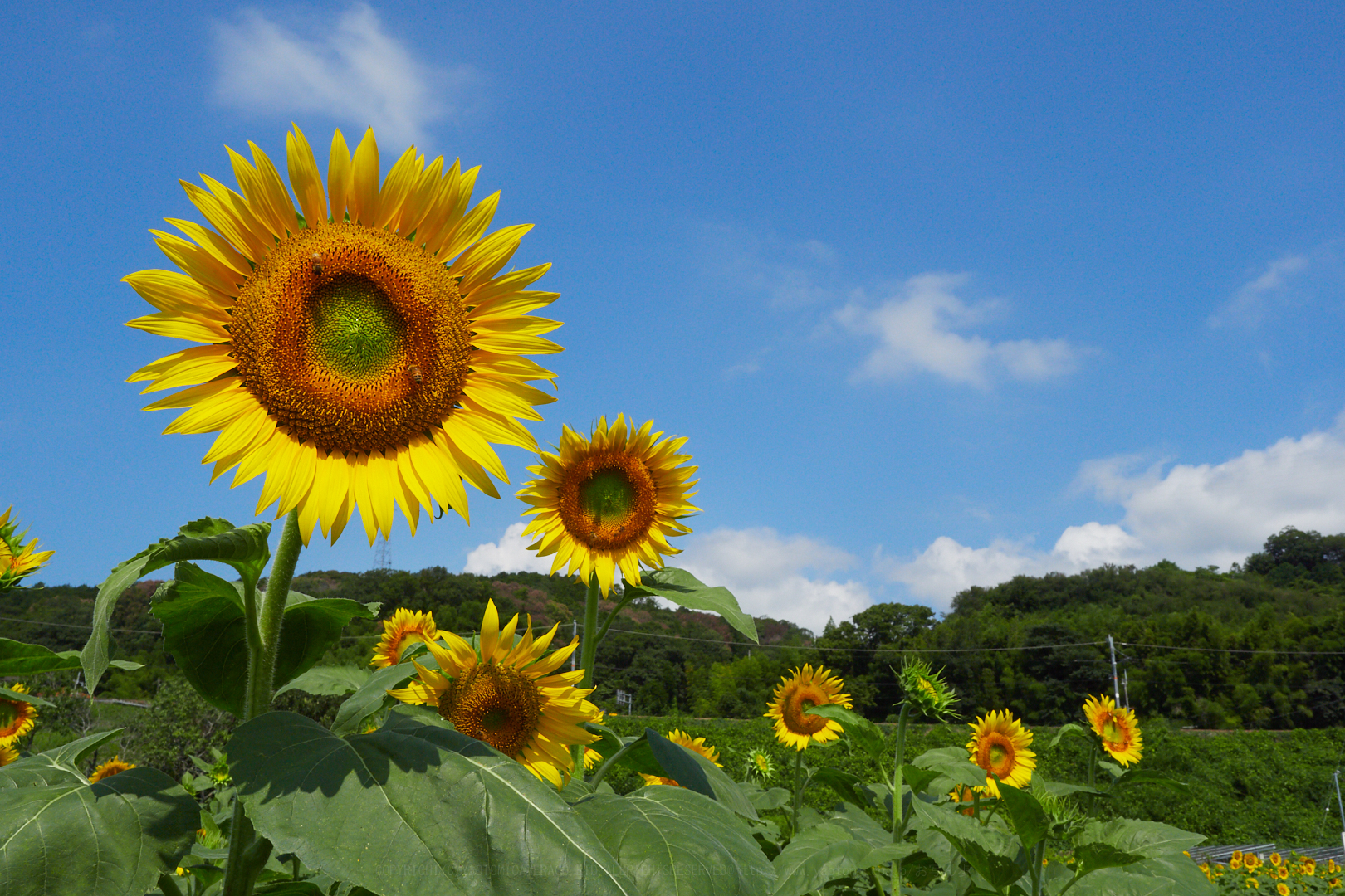 https://www.yaotomi.co.jp/blog/walk/P7310336%2C16%20mm%2CF11%2Ciso200.jpg