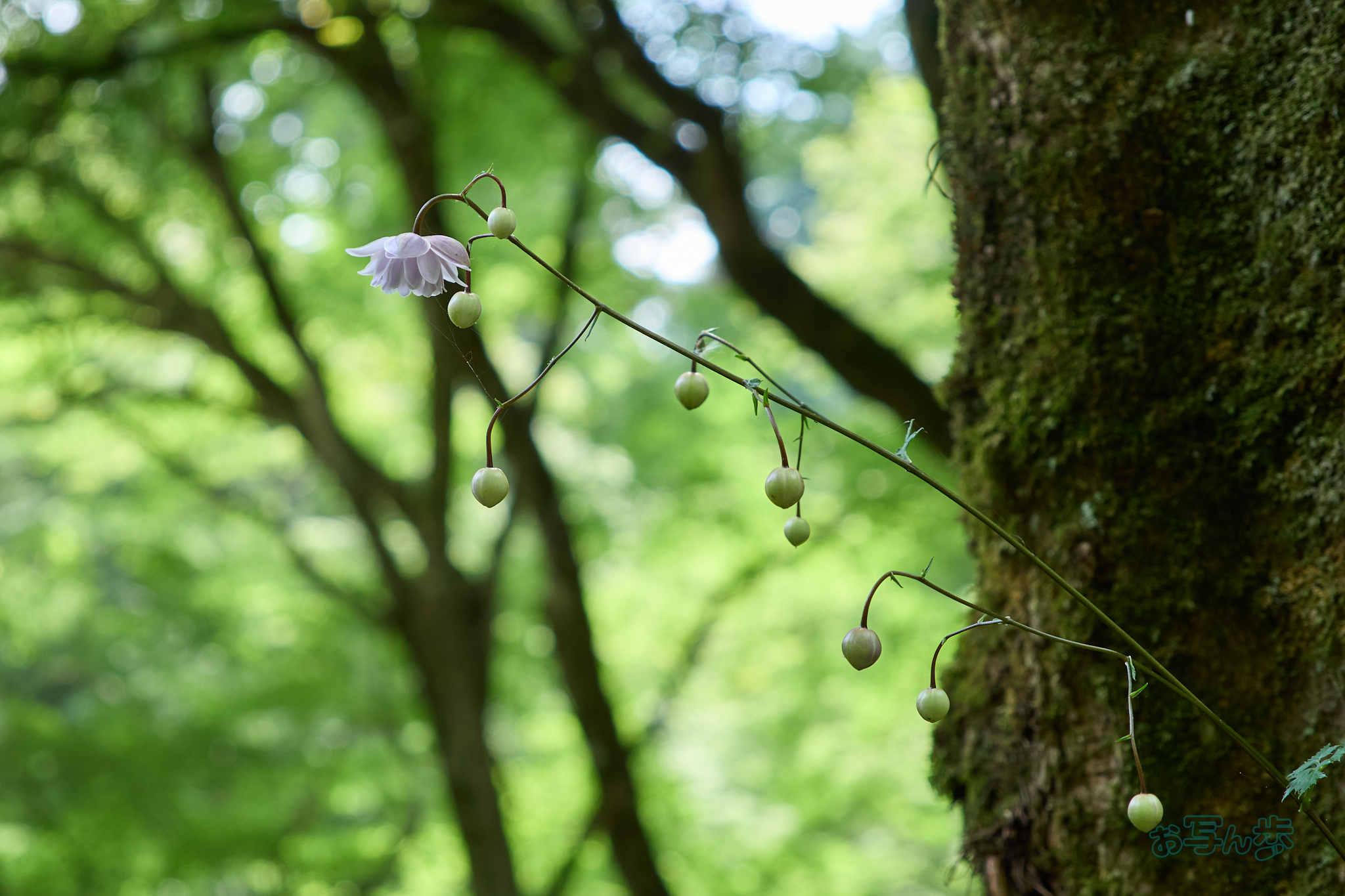https://www.yaotomi.co.jp/blog/walk/P8010727co%2C45%20mm%2CF4%2Ciso200%2COM%2012-45mm%20F4.0.jpg
