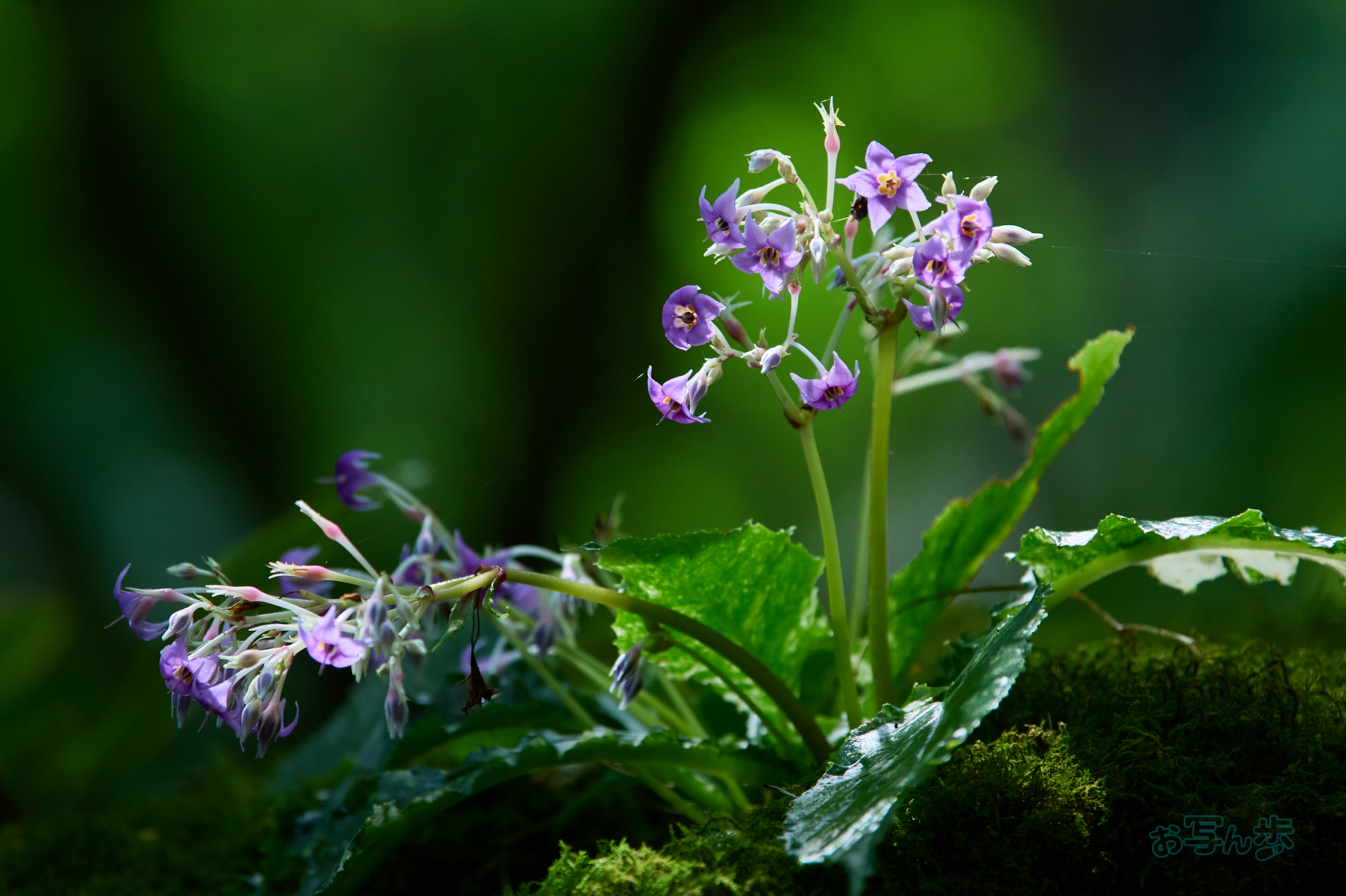 https://www.yaotomi.co.jp/blog/walk/P8010773co%2C150%20mm%2CF4%2Ciso320%2COM%2040-150mm%20F4.0.jpg