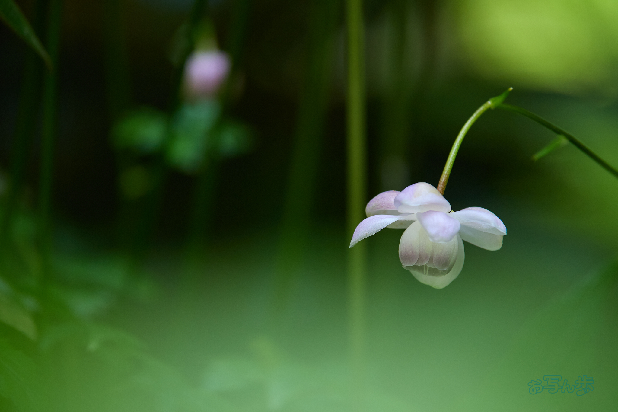 https://www.yaotomi.co.jp/blog/walk/P8010841co%2C150%20mm%2CF4%2Ciso320%2COM%2040-150mm%20F4.0_1.jpg