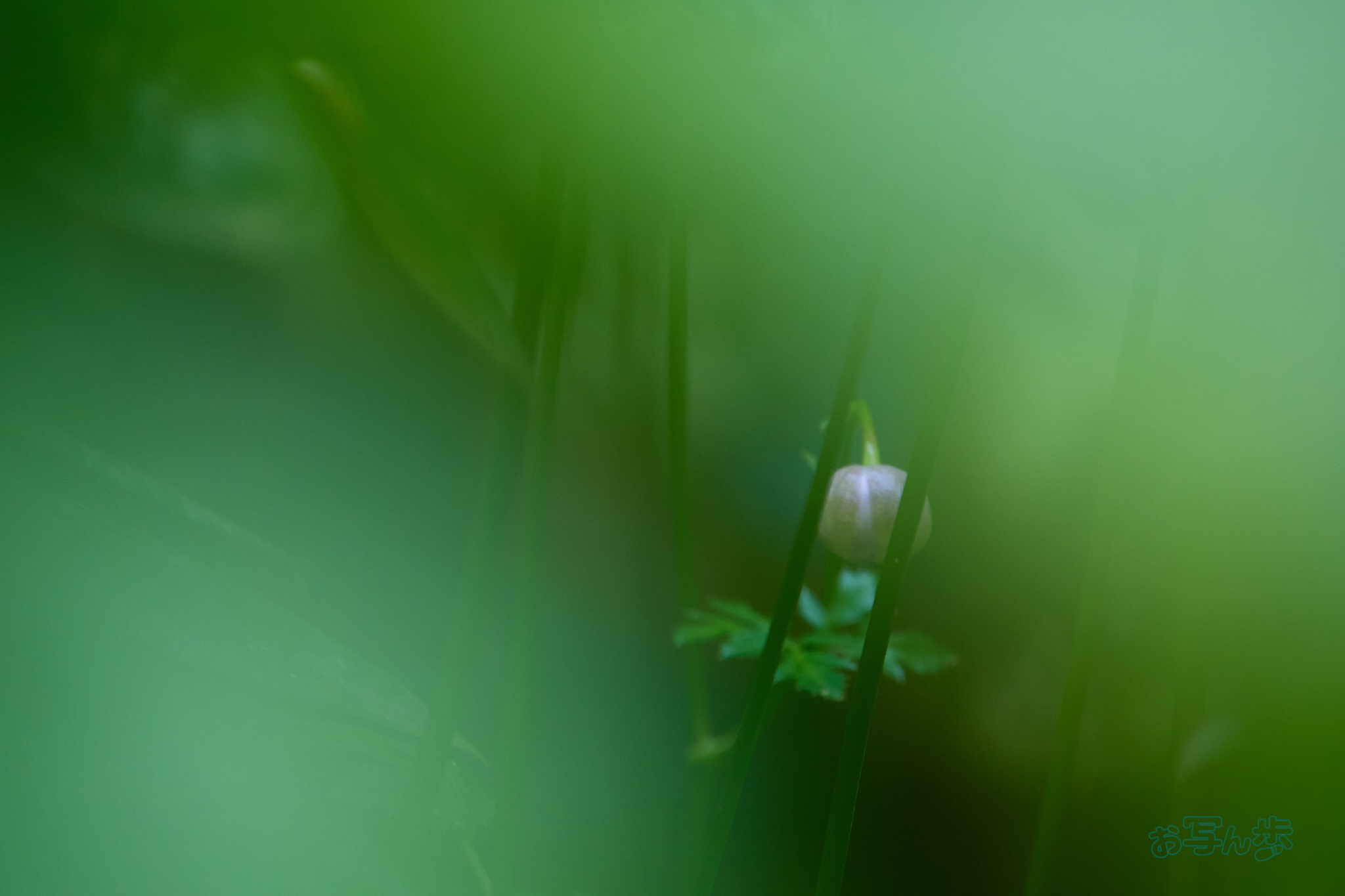 https://www.yaotomi.co.jp/blog/walk/P8010853co%2C140%20mm%2CF4%2Ciso320%2COM%2040-150mm%20F4.0.jpg