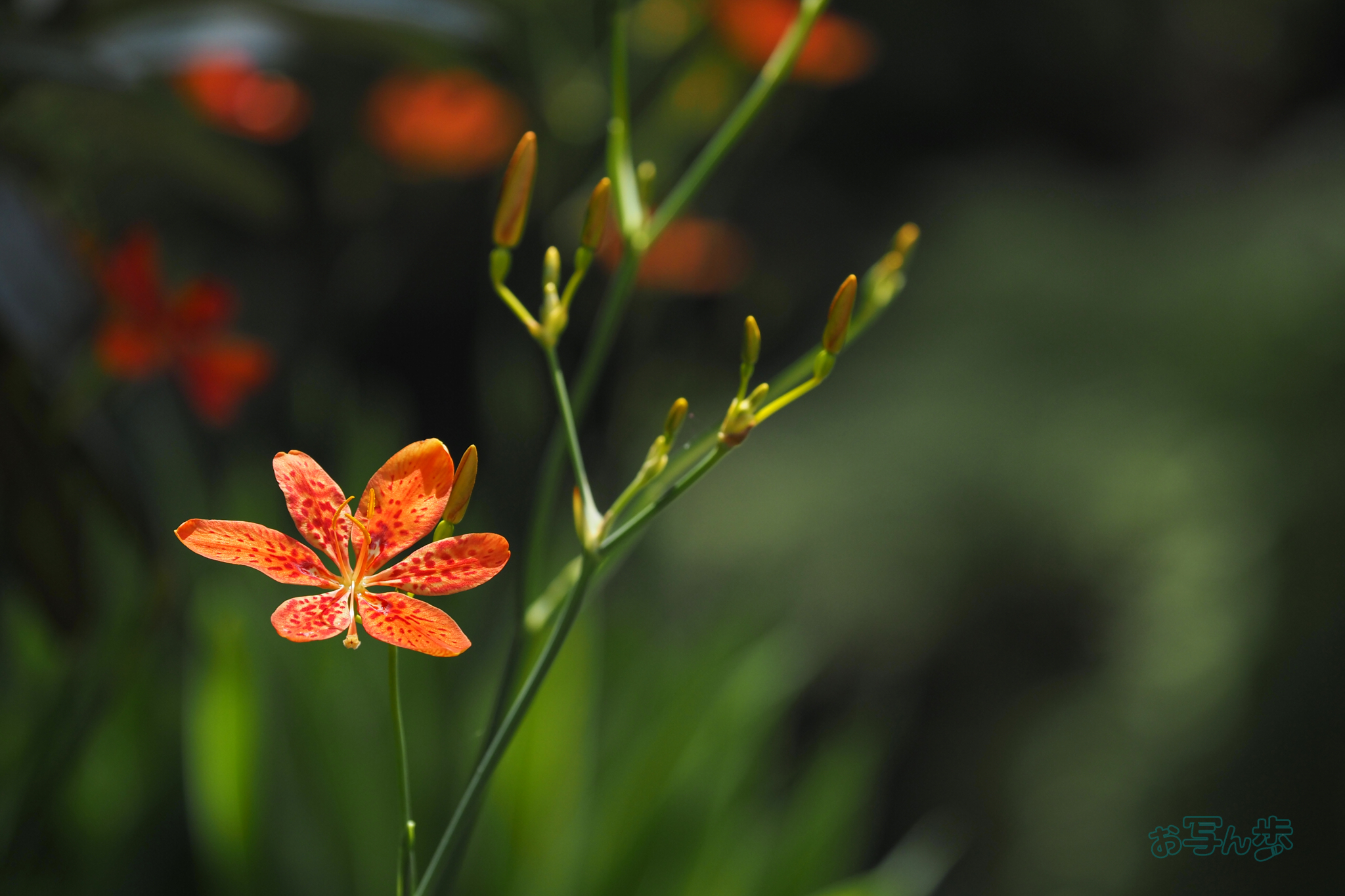 https://www.yaotomi.co.jp/blog/walk/P8010886co%2C150%20mm%2CF4%2Ciso200%2COM%2040-150mm%20F4.0.jpg