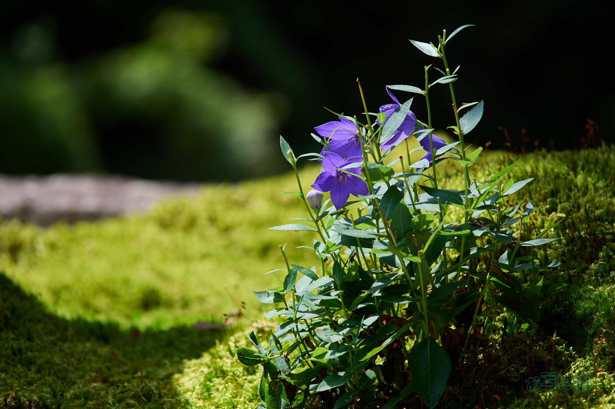https://www.yaotomi.co.jp/blog/walk/P8010895co%2C150%20mm%2CF4%2Ciso200%2COM%2040-150mm%20F4.0.jpg