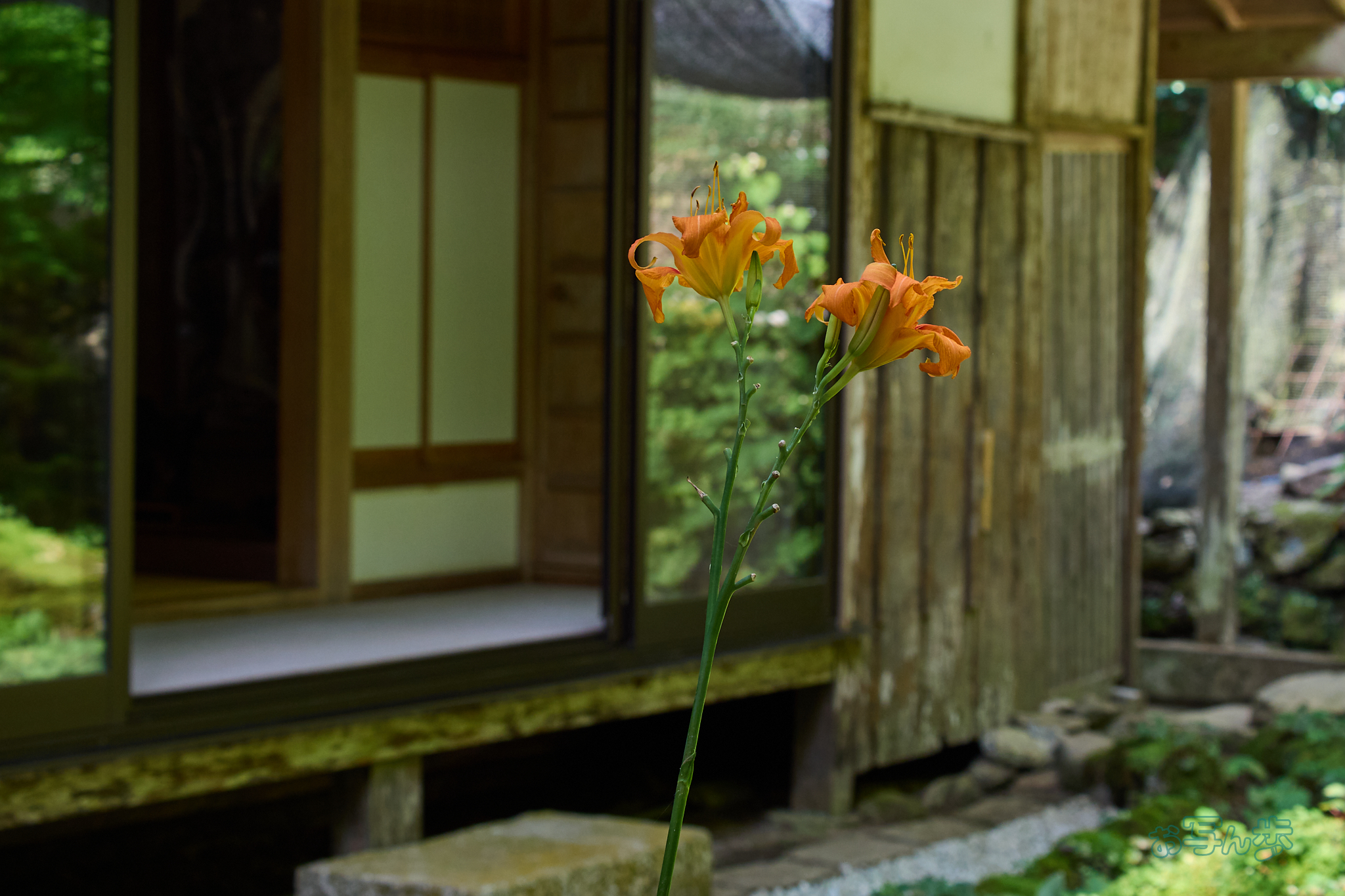 https://www.yaotomi.co.jp/blog/walk/P8010952co%2C40%20mm%2CF5%2Ciso200%2COM%2040-150mm%20F4.0.jpg