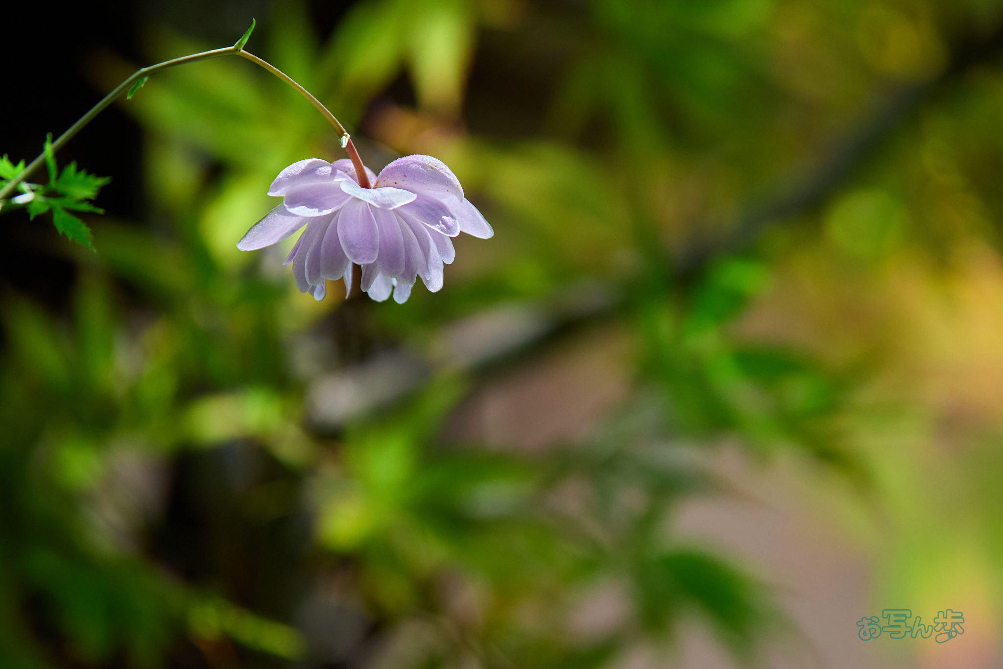 https://www.yaotomi.co.jp/blog/walk/P8011066co%2C150%20mm%2CF4%2Ciso800%2COM%2040-150mm%20F4.0.jpg
