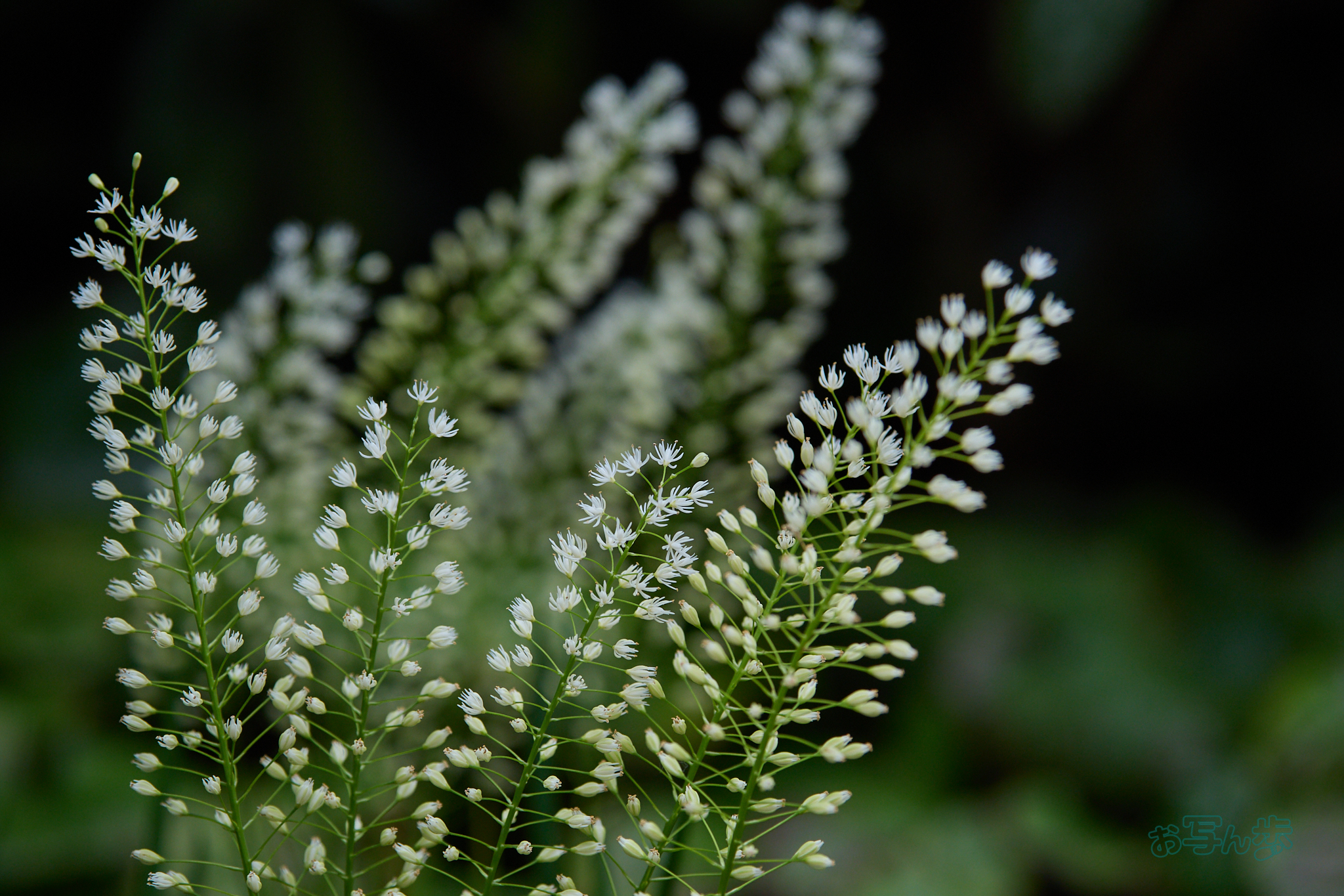 https://www.yaotomi.co.jp/blog/walk/P8011123co%2C111%20mm%2CF4%2Ciso200%2COM%2040-150mm%20F4.0.jpg