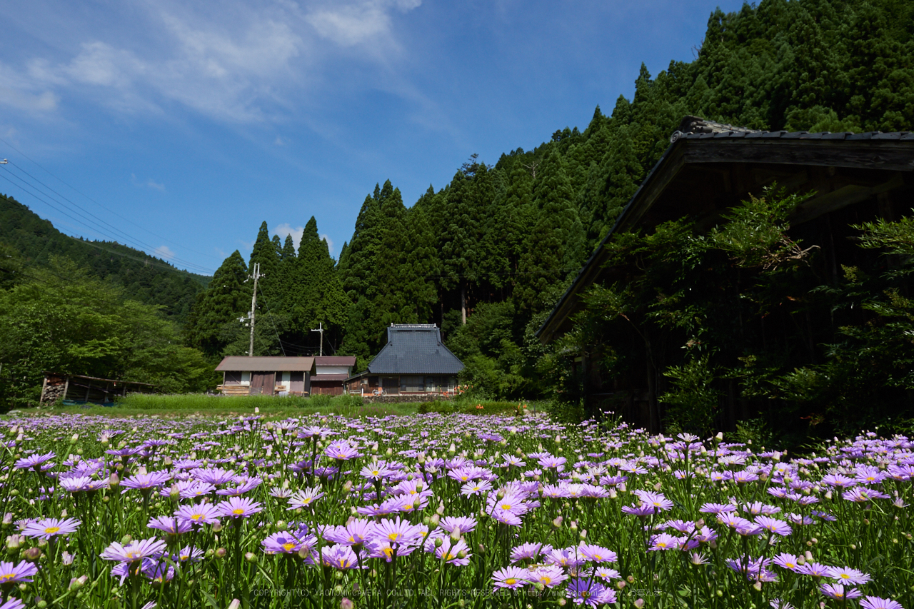 https://www.yaotomi.co.jp/blog/walk/P8020172%2C12%20mm_2017yaotomi.jpg