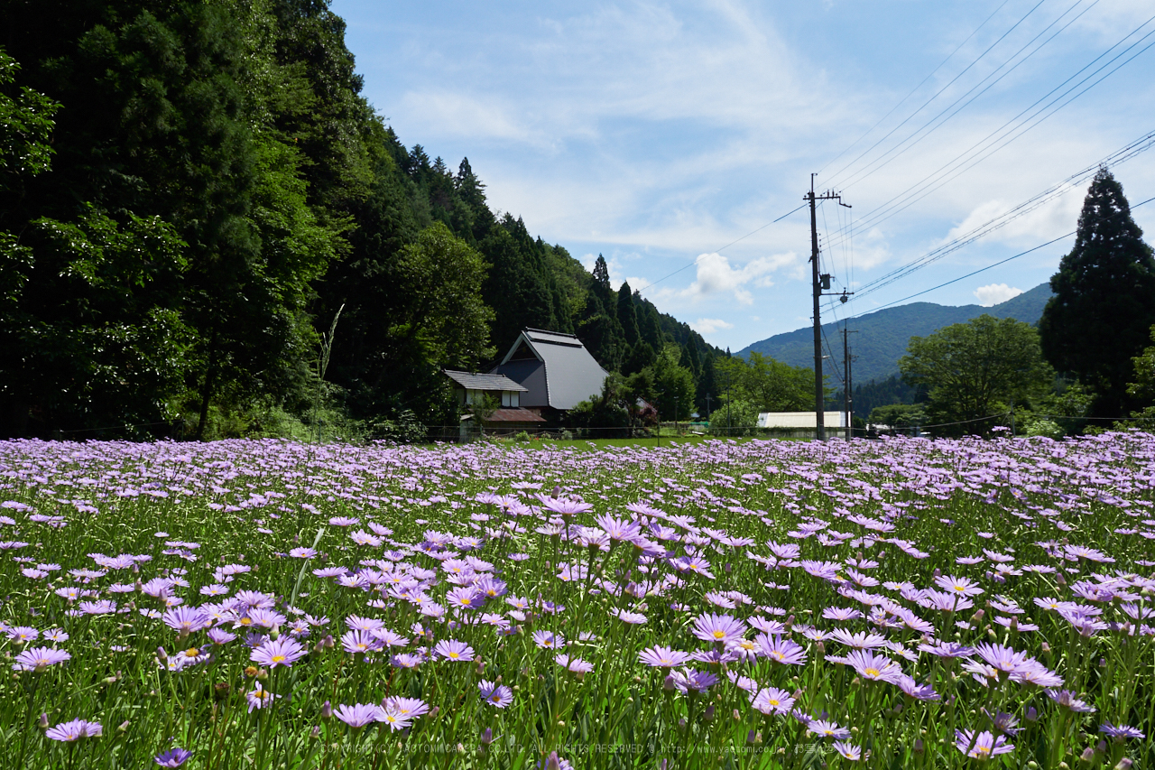 https://www.yaotomi.co.jp/blog/walk/P8020352%2C12%20mm_2017yaotomi.jpg