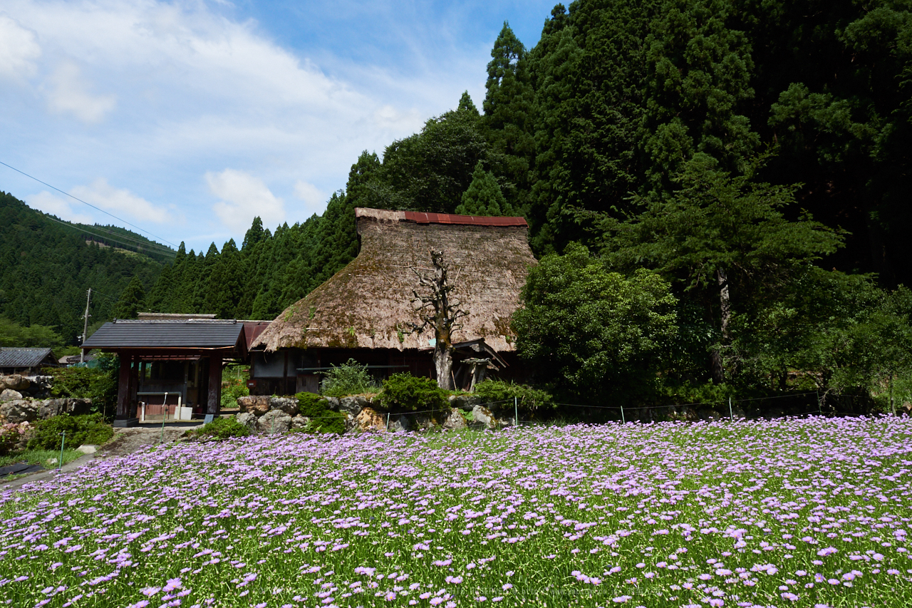 https://www.yaotomi.co.jp/blog/walk/P8020373%2C12%20mm_2017yaotomi.jpg