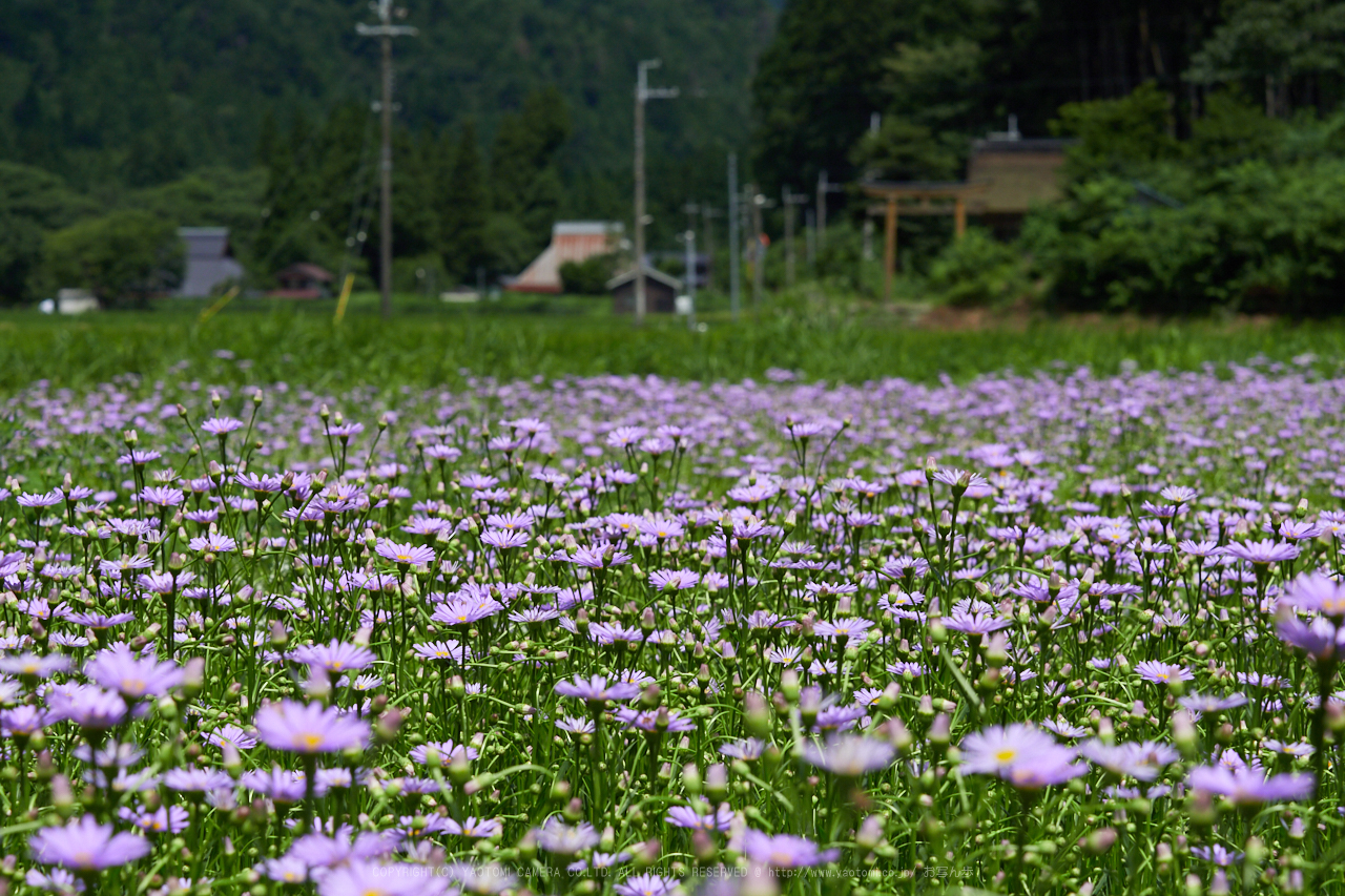 https://www.yaotomi.co.jp/blog/walk/P8020435%2C52%20mm_2017yaotomi.jpg