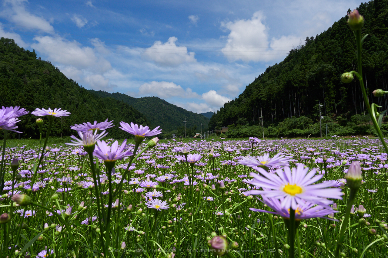 https://www.yaotomi.co.jp/blog/walk/P8020444%2C12%20mm_2017yaotomi.jpg