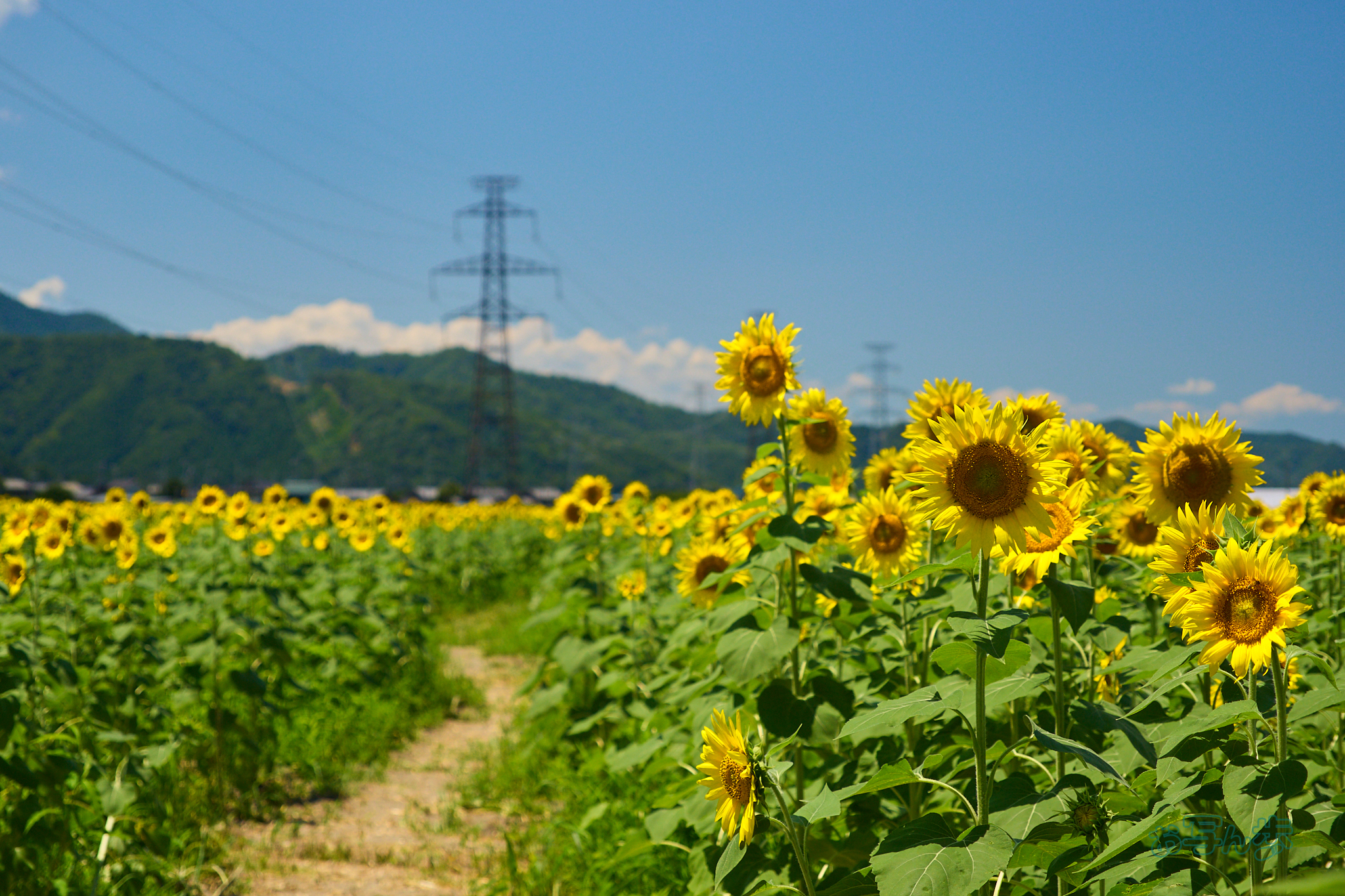 https://www.yaotomi.co.jp/blog/walk/P8050205co%2C40%20mm%2CF4%2Ciso200%2COM%2012-45mm%20F4.0.jpg