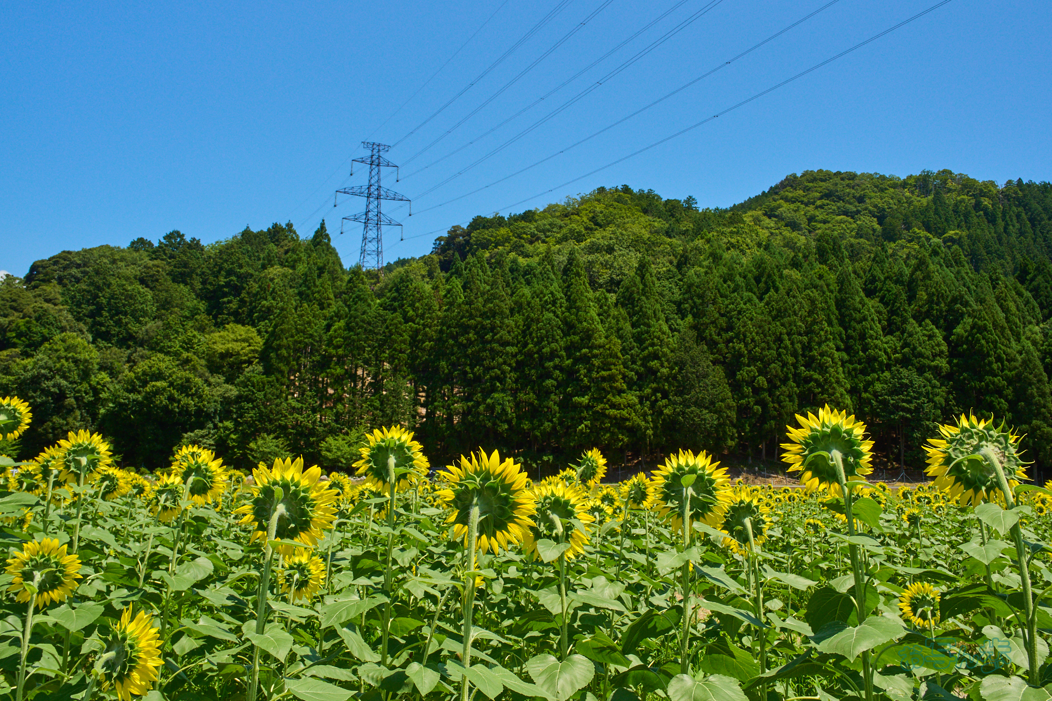 https://www.yaotomi.co.jp/blog/walk/P8050233co%2C16%20mm%2CF9%2Ciso200%2COM%2012-45mm%20F4.0.jpg