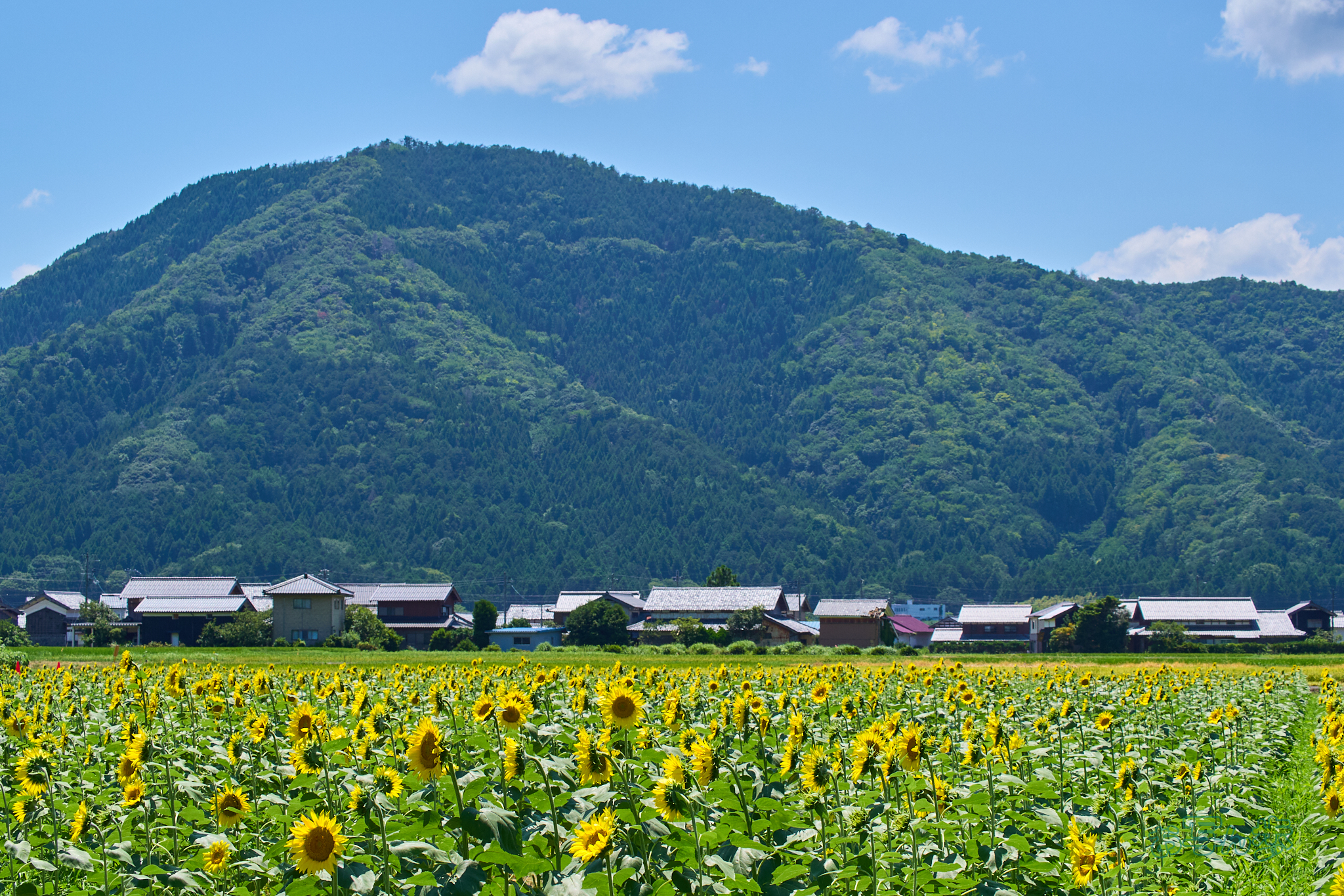 https://www.yaotomi.co.jp/blog/walk/P8050252co%2C44%20mm%2CF8%2Ciso200%2COM%2040-150mm%20F4.0_1.jpg