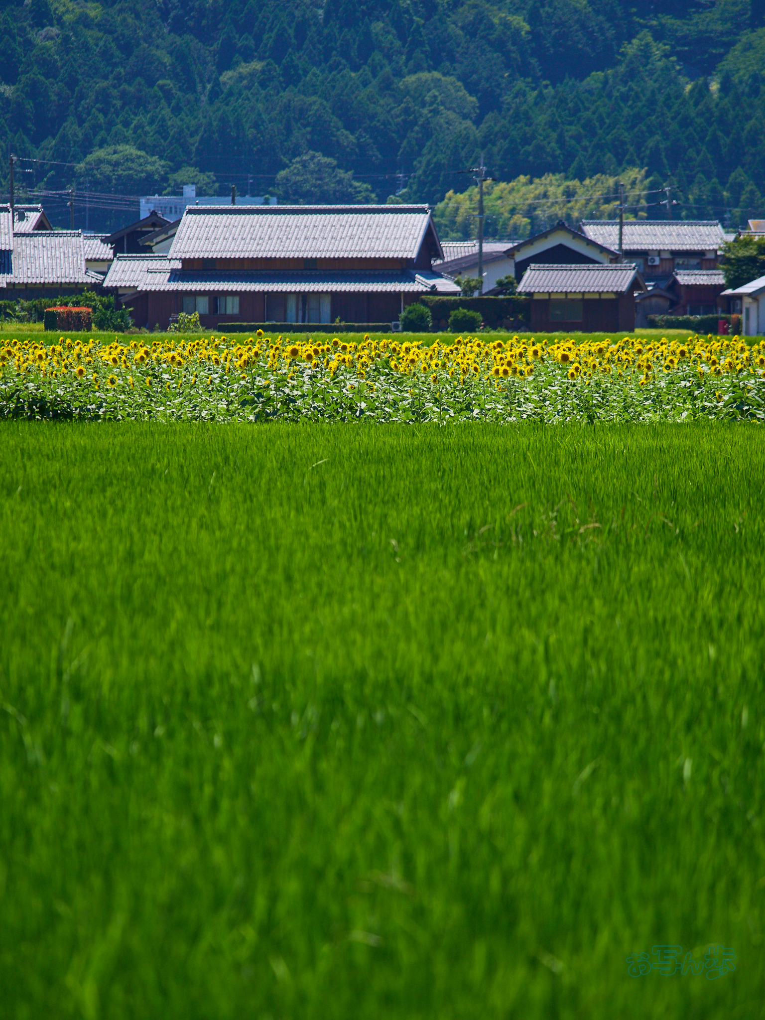 https://www.yaotomi.co.jp/blog/walk/P8050402co%2C150%20mm%2CF4%2Ciso200%2COM%2040-150mm%20F4.0.jpg