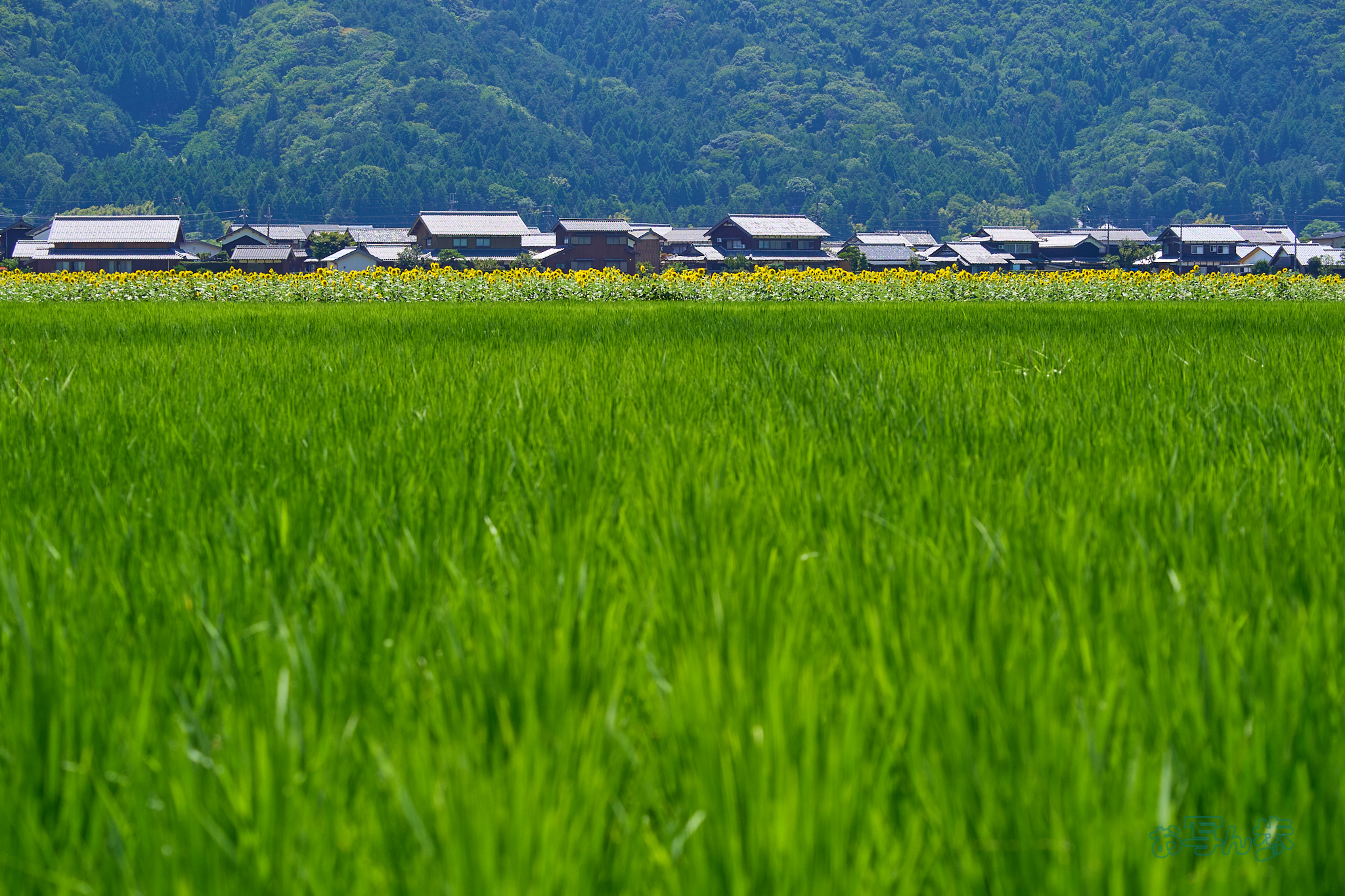 https://www.yaotomi.co.jp/blog/walk/P8050420co%2C56%20mm%2CF4%2Ciso200%2COM%2040-150mm%20F4.0.jpg