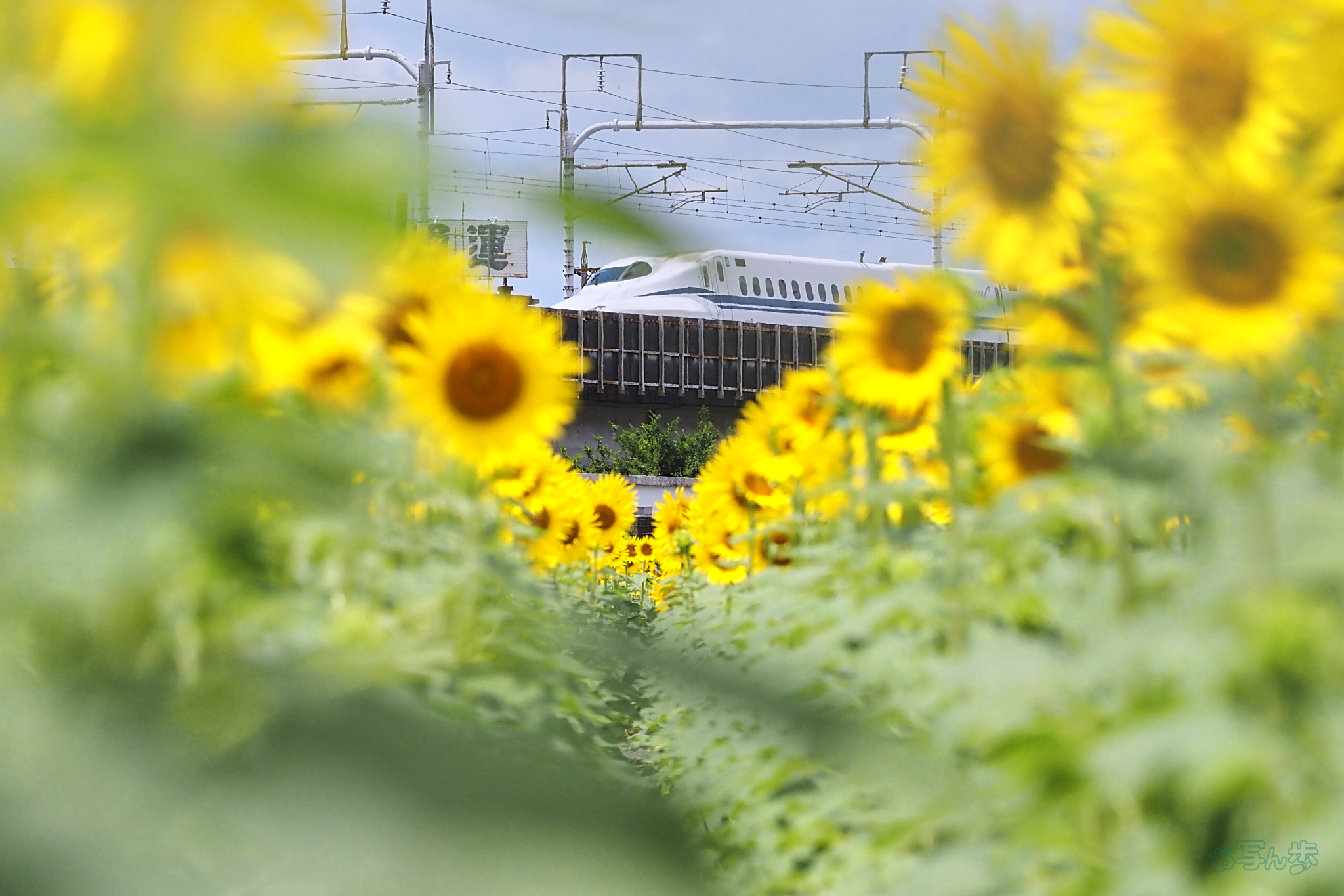 https://www.yaotomi.co.jp/blog/walk/P8080422%2CF7.1%2C1-3200%20%E7%A7%92%2Ciso800_OM%2040-150mm%20F4.0.jpg