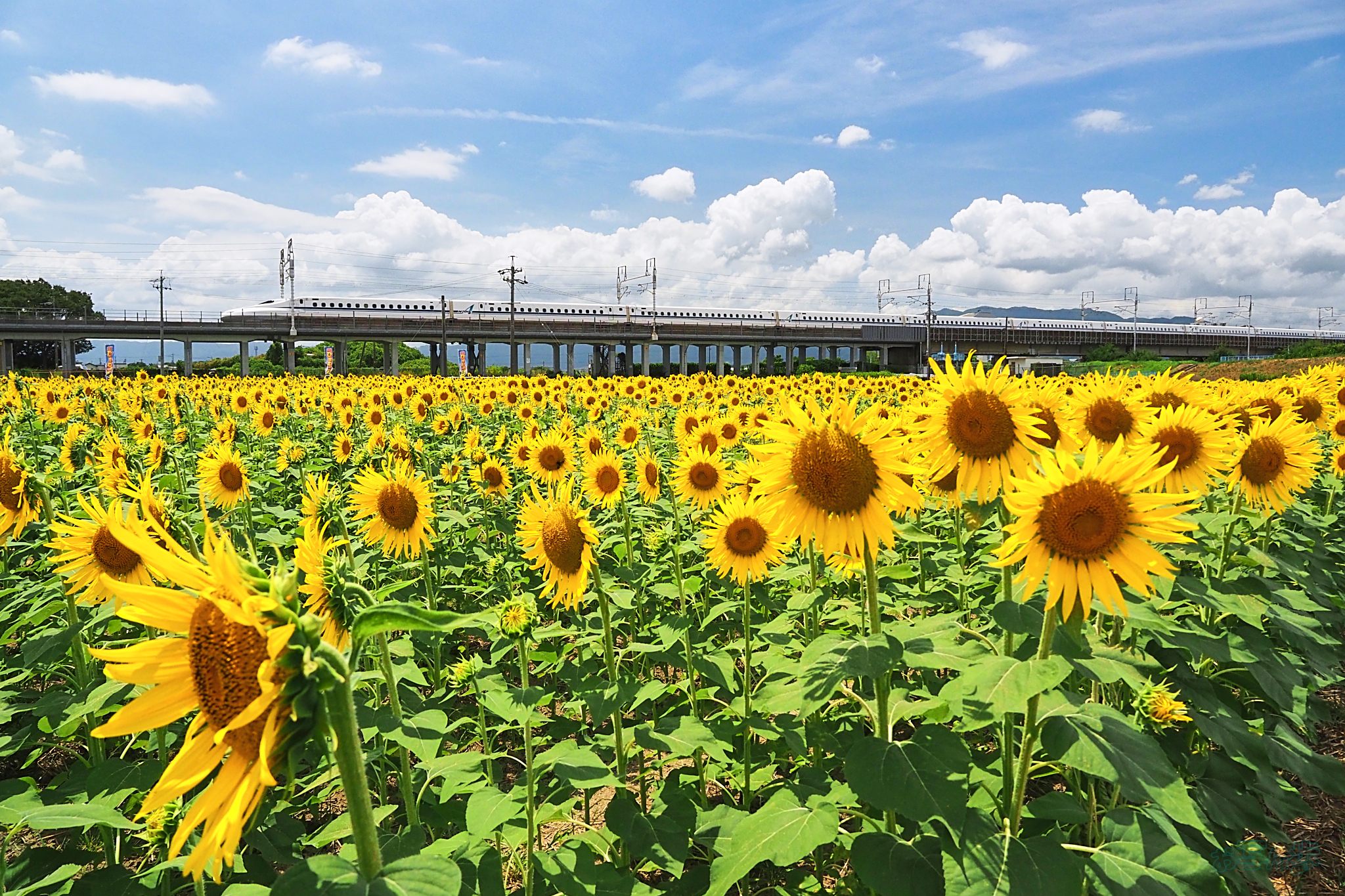 https://www.yaotomi.co.jp/blog/walk/P8080449%2CF6.3%2C1-1250%20%E7%A7%92%2Ciso640_OM%2012-45mm%20F4.0%20%20%20%20%20%20%20%20%20%20%20%20%20%20%20%20%20.jpg