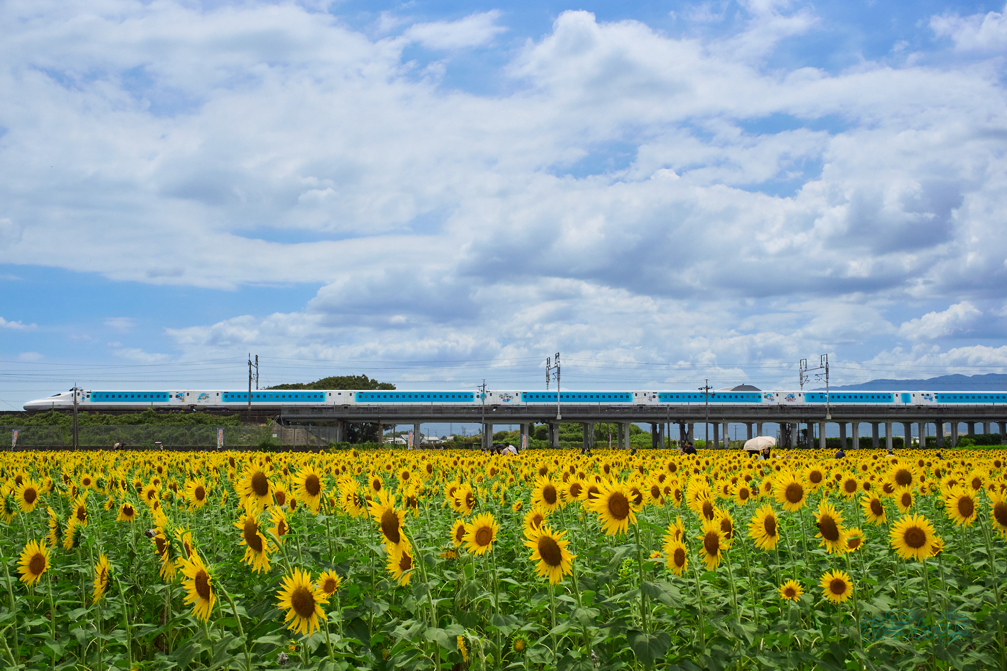 https://www.yaotomi.co.jp/blog/walk/P8080570co%2C21%20mm%2CF7.1%2Ciso640%2COM%2012-45mm%20F4.0_2.jpg