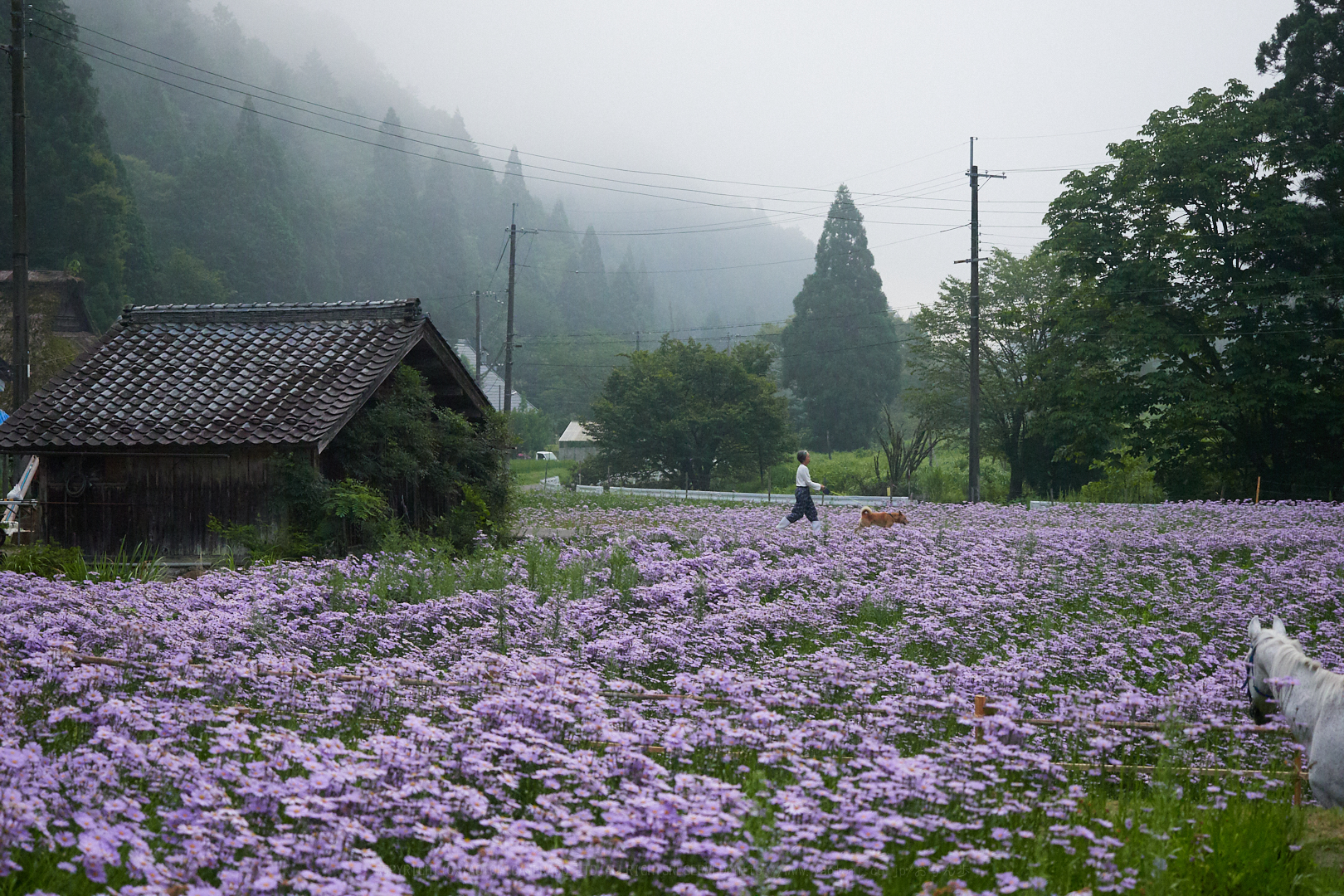 https://www.yaotomi.co.jp/blog/walk/P8100253%2C30%20mm%2CF2.8%2Ciso1600%201.jpg