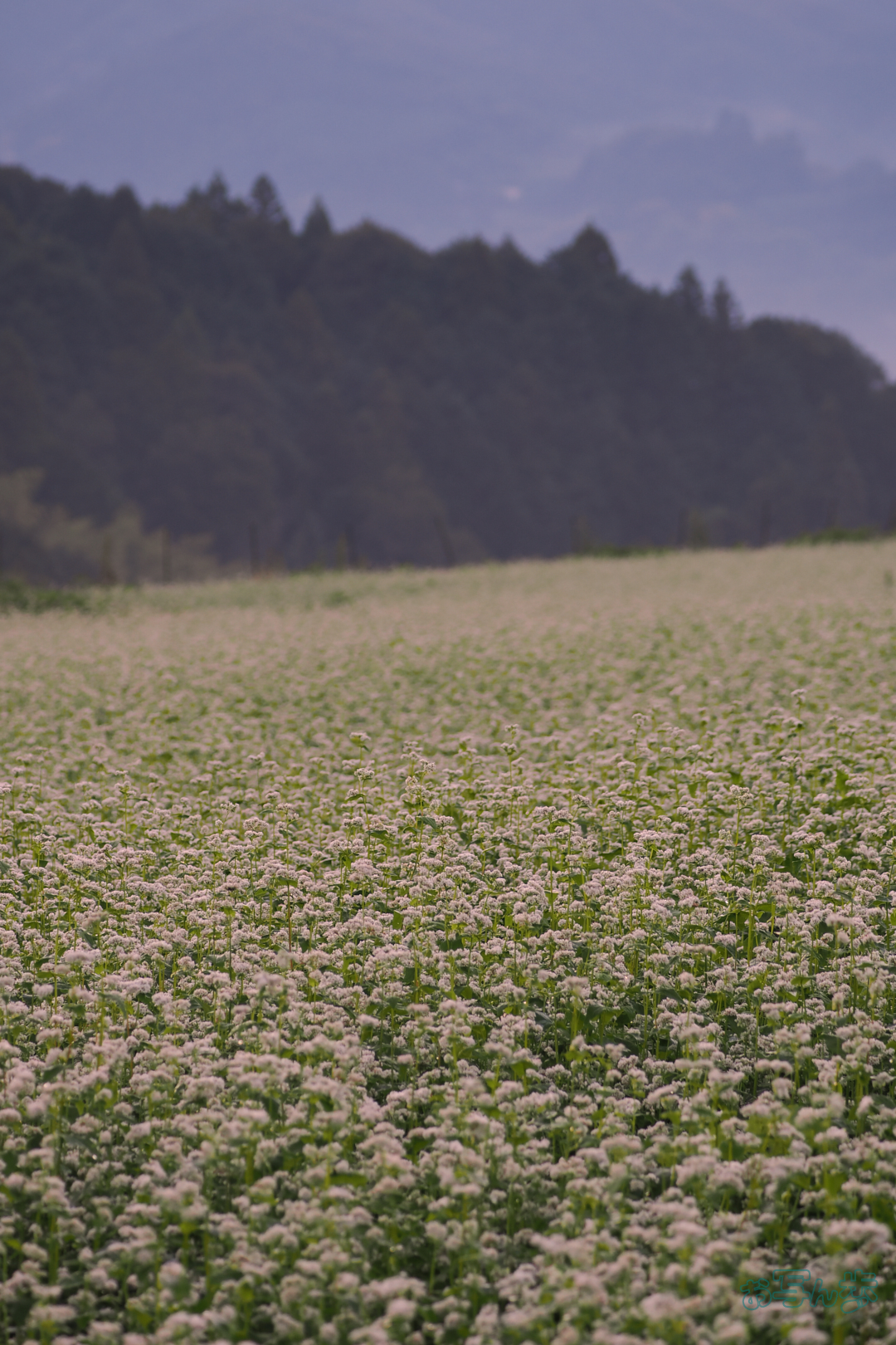 https://www.yaotomi.co.jp/blog/walk/P9170043%2C100%20mm%2CF5%2C1-30%20%E7%A7%92%2Ciso200%28JPEG%29.jpg