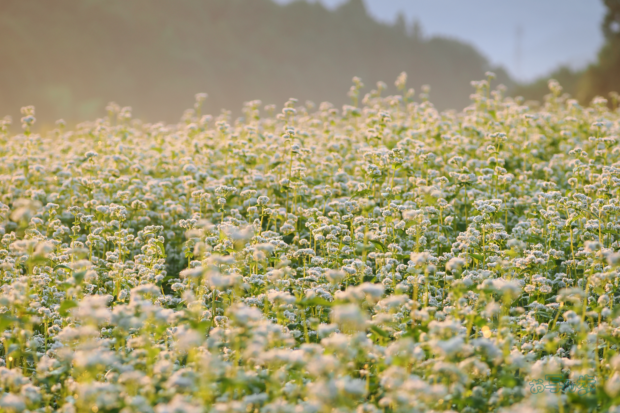 https://www.yaotomi.co.jp/blog/walk/P9170066co%2C100%20mm%2CF5%2Ciso200%28JPEG%29.jpg