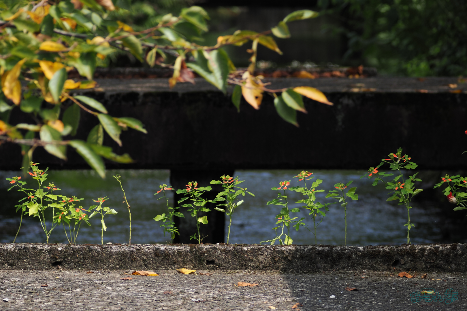 https://www.yaotomi.co.jp/blog/walk/P9171223%2C186%20mm%2CF5.9%2C1-640%20%E7%A7%92%2Ciso200%28JPEG%29.jpg