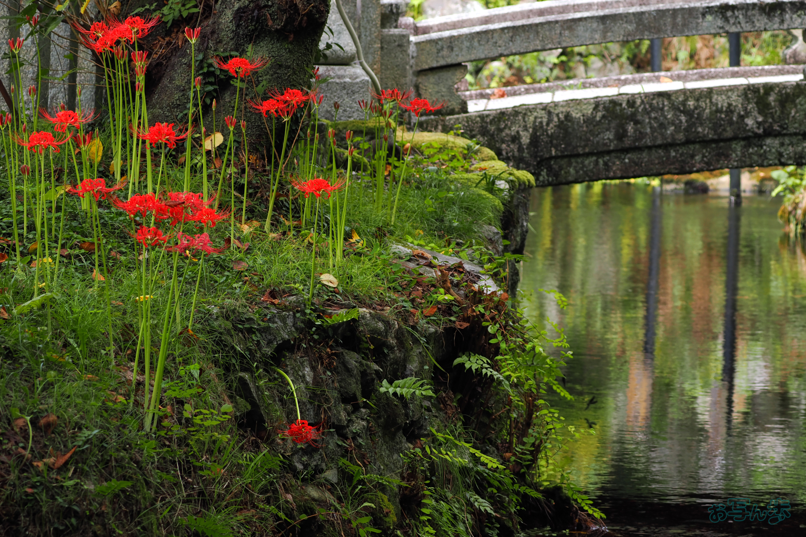 https://www.yaotomi.co.jp/blog/walk/P9171296%2C100%20mm%2CF6.3%2C1-125%20%E7%A7%92%2Ciso200%28JPEG%29.jpg
