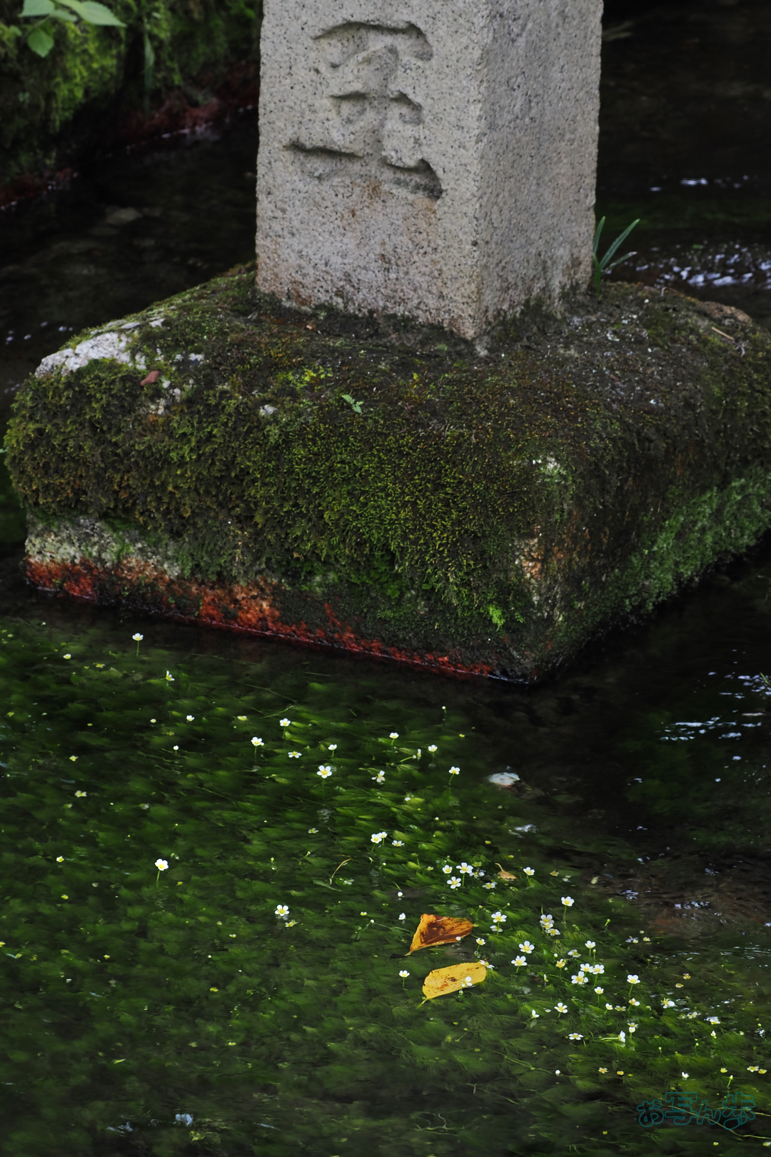 https://www.yaotomi.co.jp/blog/walk/P9171571%2C100%20mm%2CF9%2C1-40%20%E7%A7%92%2Ciso200%28JPEG%29.jpg
