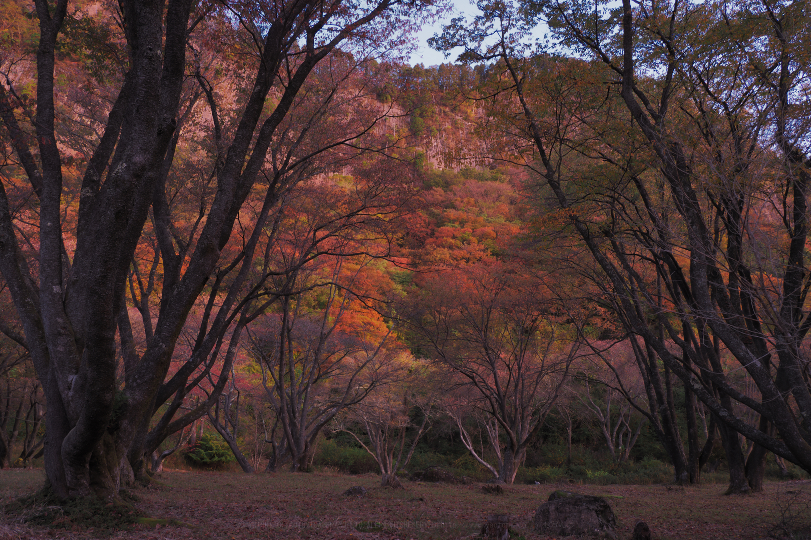 https://www.yaotomi.co.jp/blog/walk/PB020047%2C15%20mm%2CF8%2Ciso200.jpg