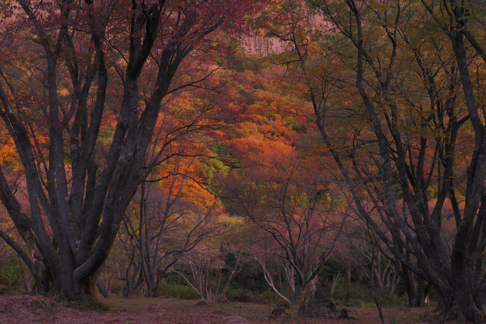 https://www.yaotomi.co.jp/blog/walk/PB020049%2C21%20mm%2CF8%2Ciso200.jpg