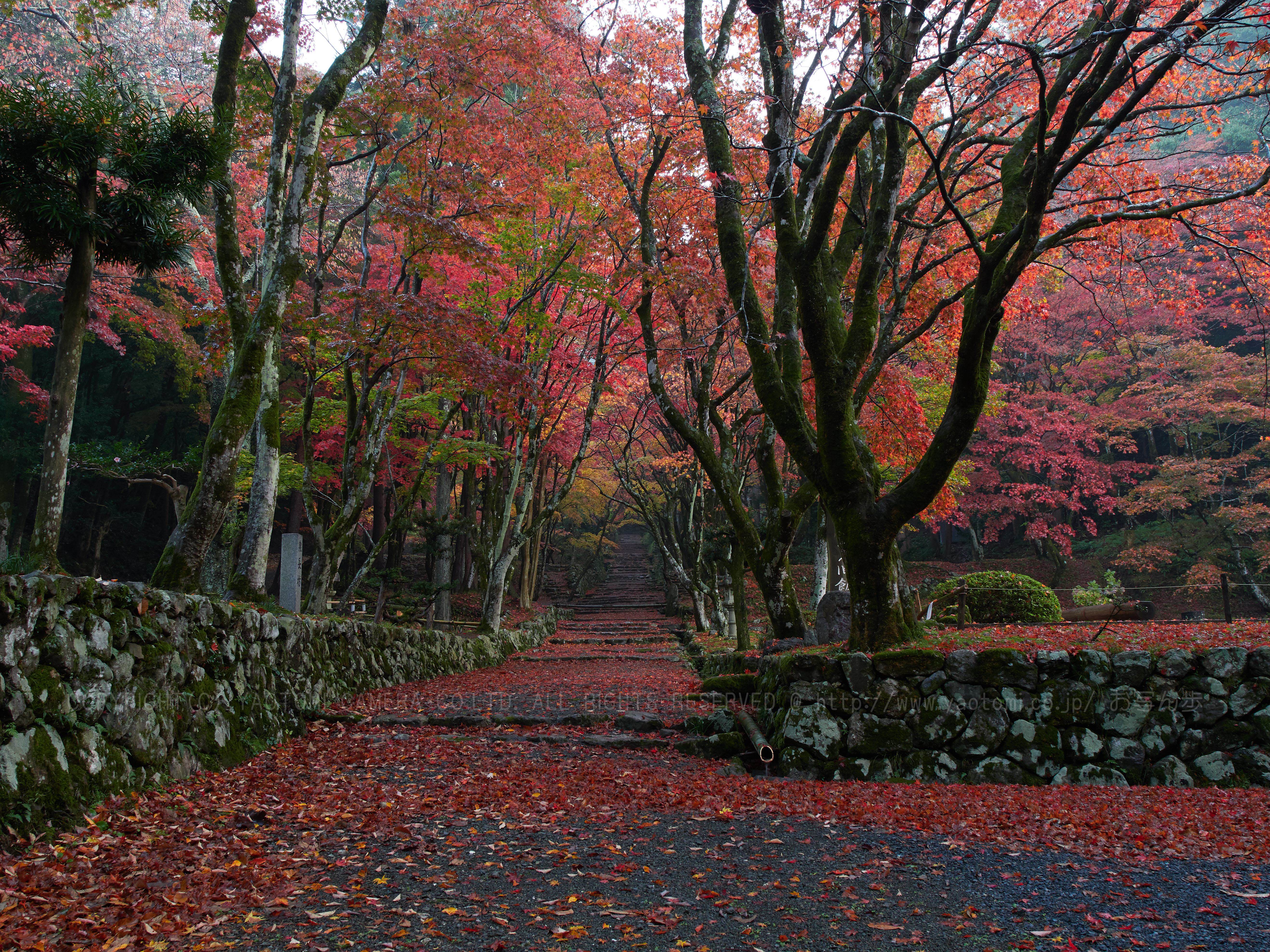 https://www.yaotomi.co.jp/blog/walk/PB150065%2C16%20mm6.3_yaotomi%202.jpg