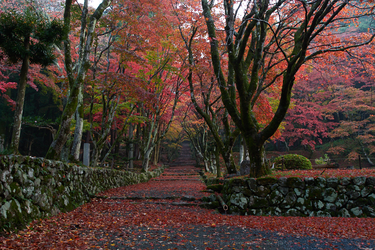 https://www.yaotomi.co.jp/blog/walk/PB150065%2C16%20mm6.3_yaotomi%203.jpg