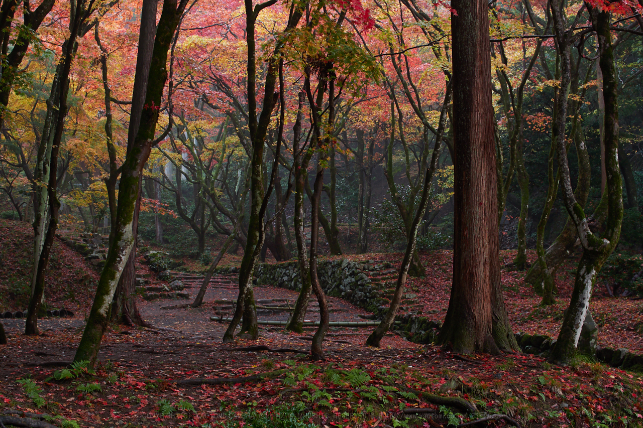 https://www.yaotomi.co.jp/blog/walk/PB150098%2C30%20mm7.1_yaotomi%201.jpg