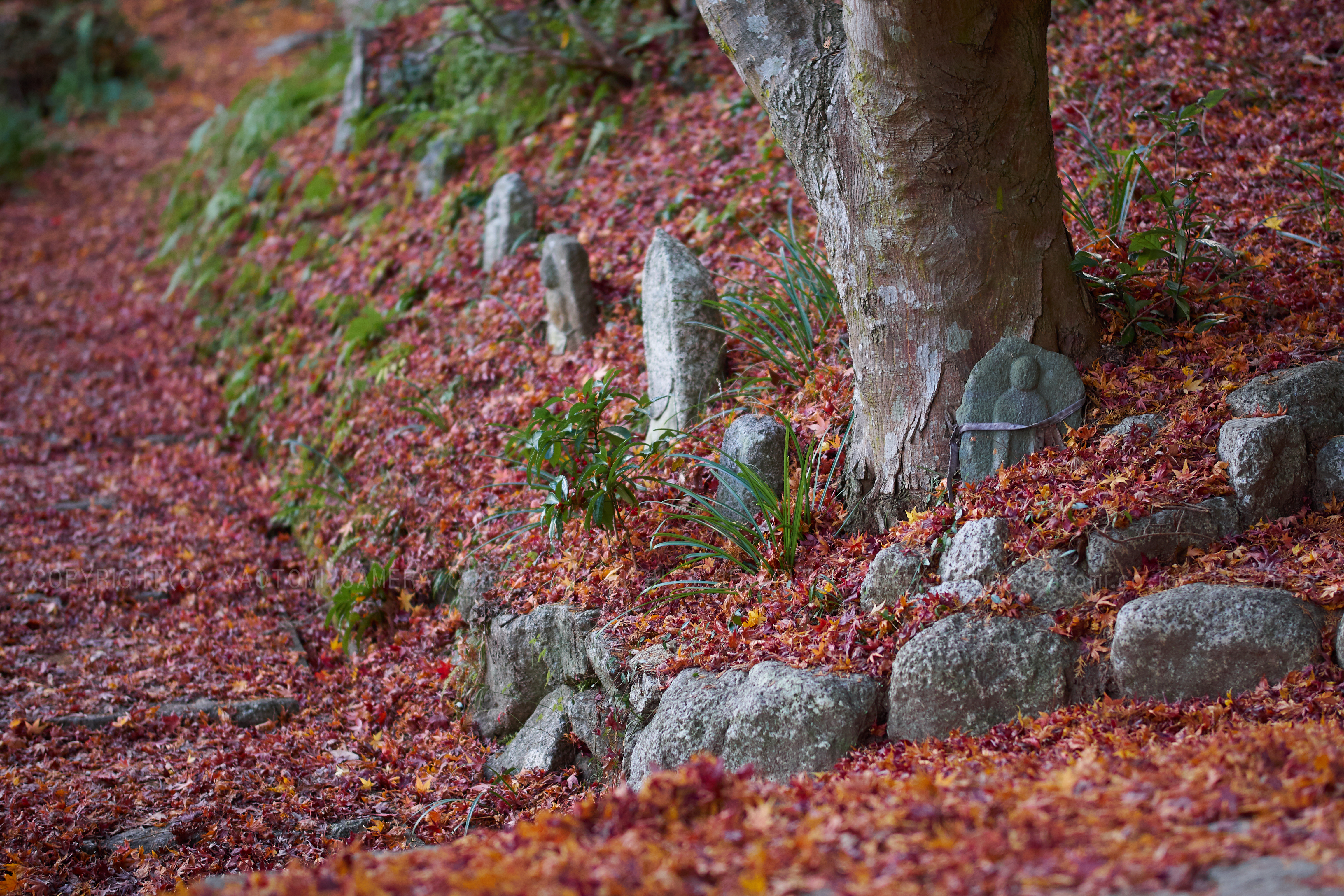 https://www.yaotomi.co.jp/blog/walk/PC080070_56%20mm%28F1.4%29iso200_2018yaotomi%201.jpg