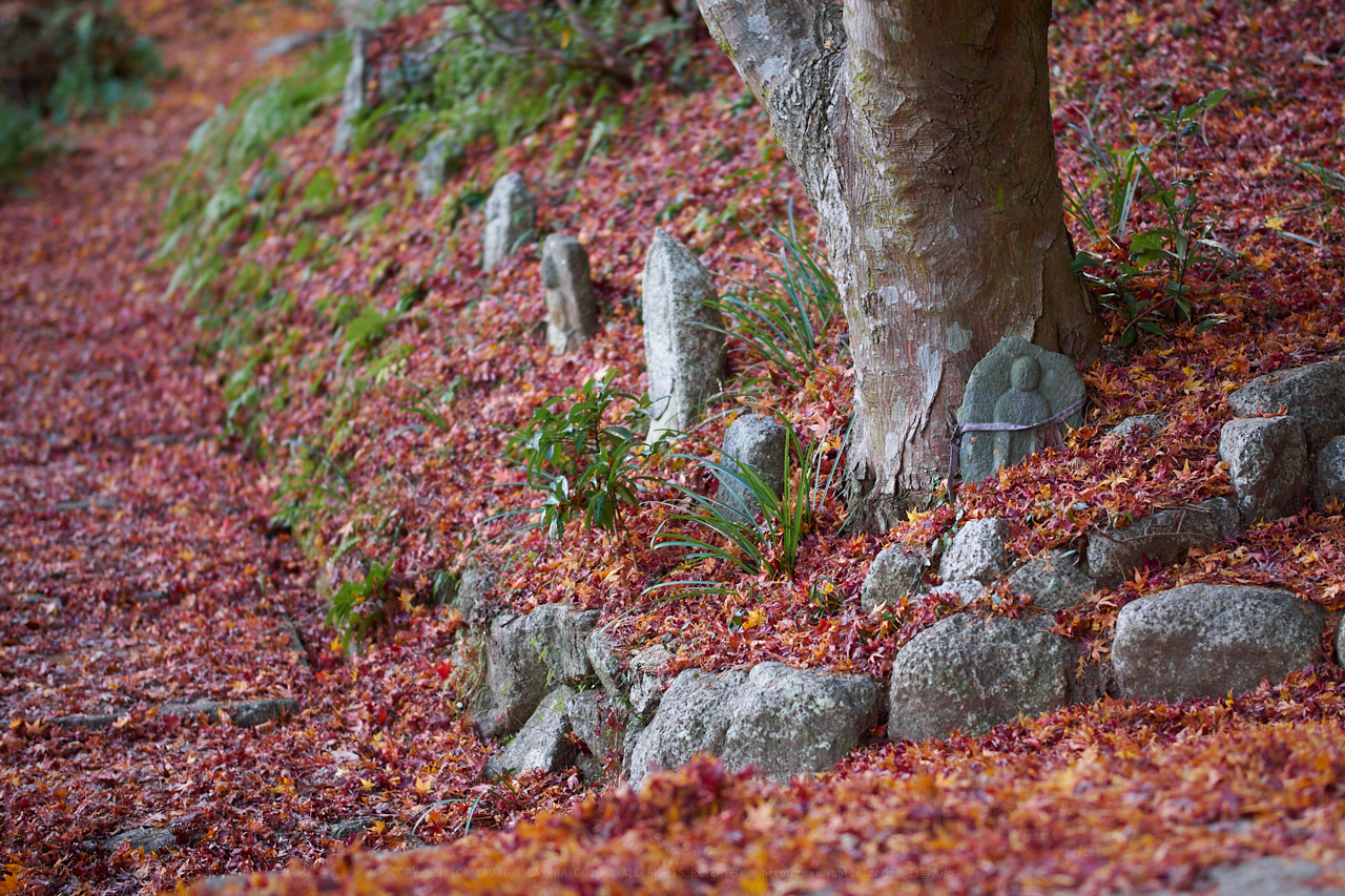 https://www.yaotomi.co.jp/blog/walk/PC080070_56%20mm%28F1.4%29iso200_2018yaotomi.jpg