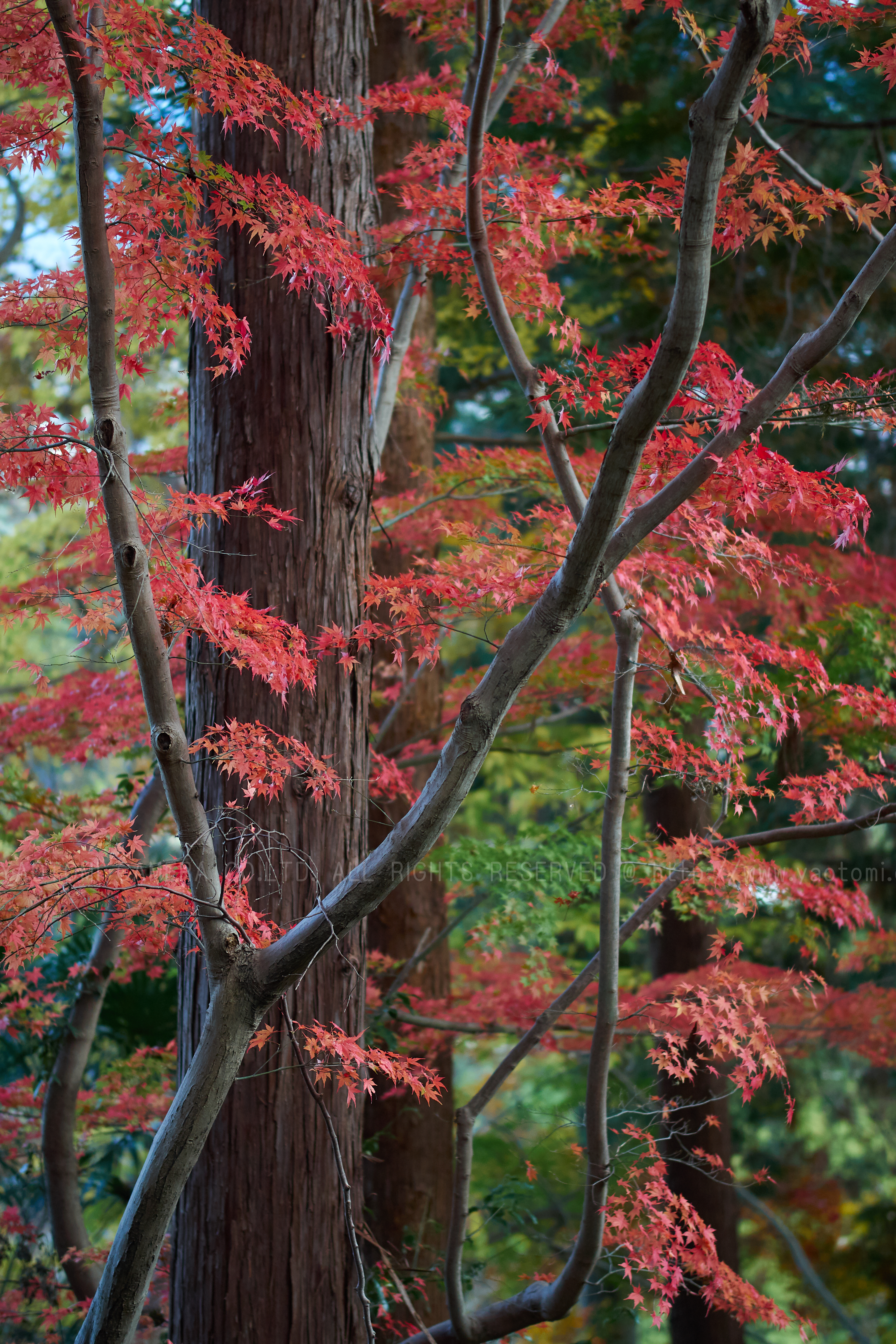 https://www.yaotomi.co.jp/blog/walk/PC080078_56%20mm%28F1.4%29iso200_2018yaotomi%202.jpg