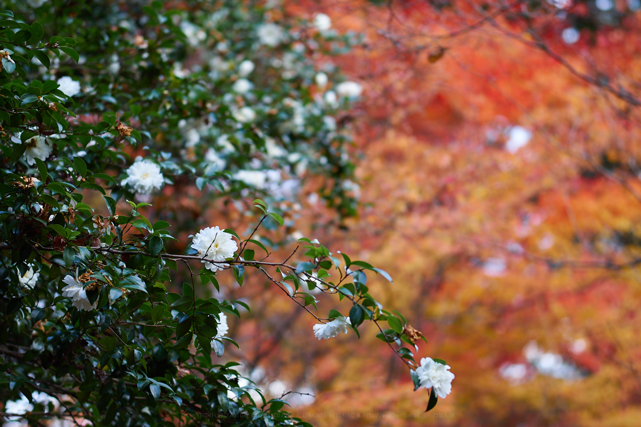 https://www.yaotomi.co.jp/blog/walk/PC080085_56%20mm%28F1.4%29iso200_2018yaotomi.jpg