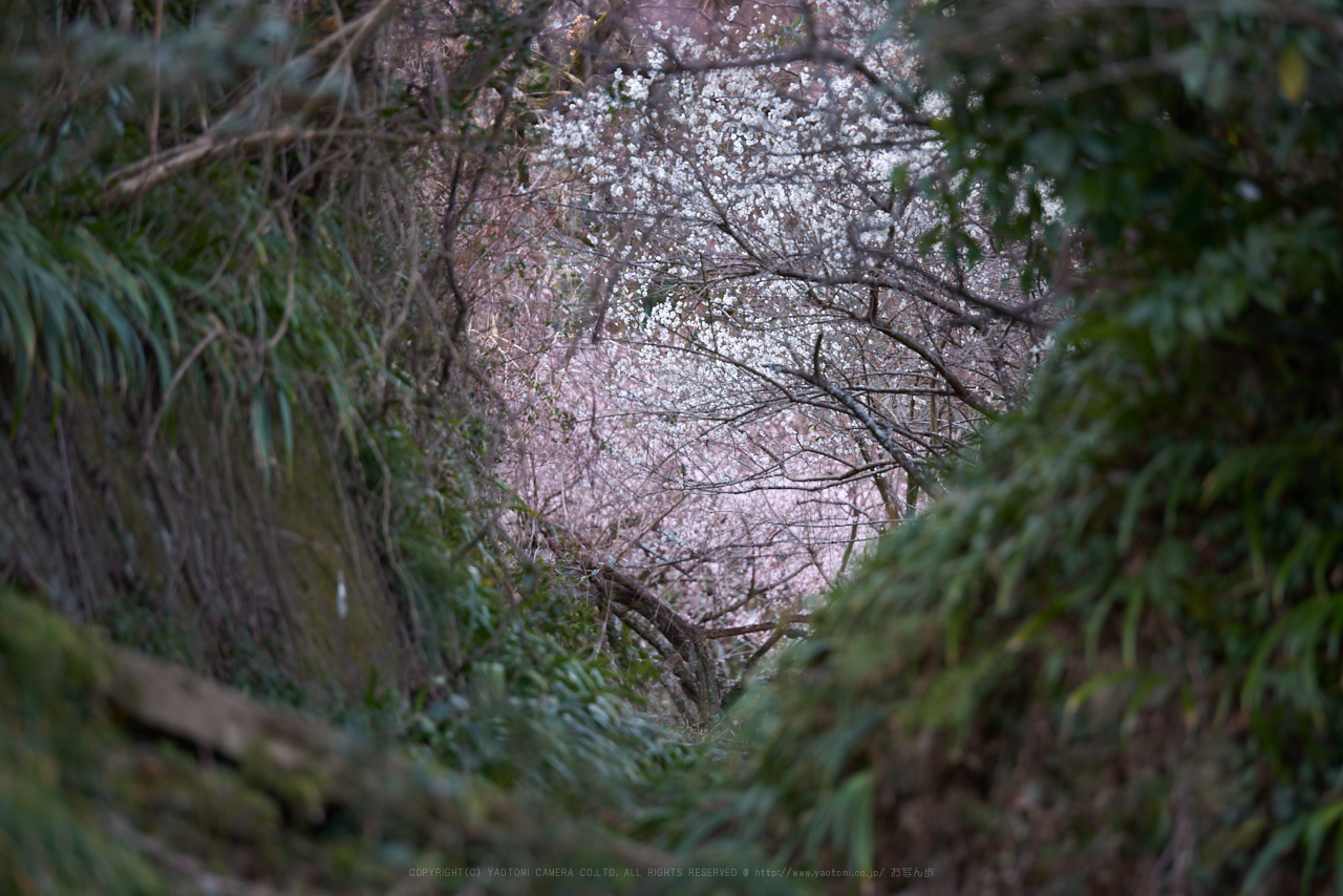 https://www.yaotomi.co.jp/blog/walk/PK1_0352_200%20mm_F2.8_2018yaotomi.jpg