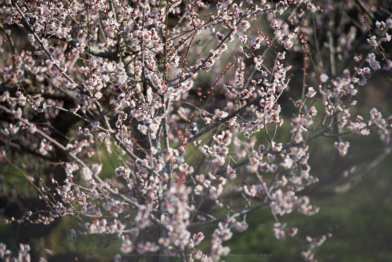 https://www.yaotomi.co.jp/blog/walk/PK1_0353_200%20mm_F2.8_2018yaotomi.jpg