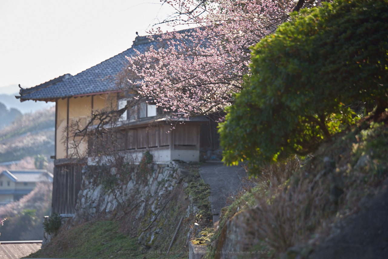 https://www.yaotomi.co.jp/blog/walk/PK1_0375_170%20mm_F2.8_2018yaotomi.jpg