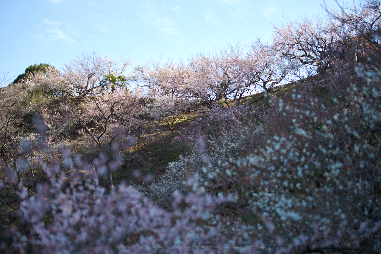 https://www.yaotomi.co.jp/blog/walk/PK1_0403_70%20mm_F2.8_2018yaotomi.jpg