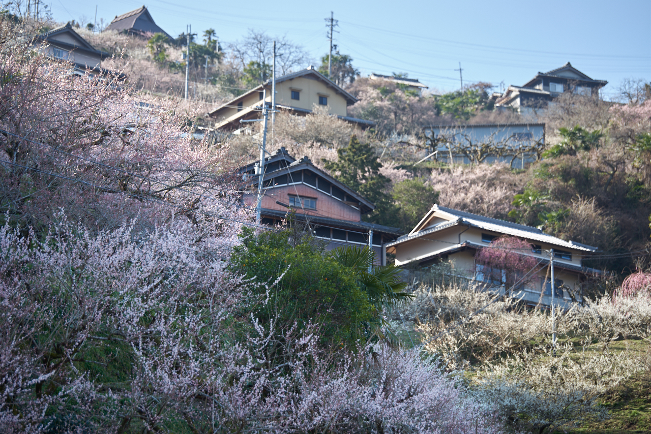 https://www.yaotomi.co.jp/blog/walk/PK1_0413_150%20mm_F2.8_2018yaotomi.jpg