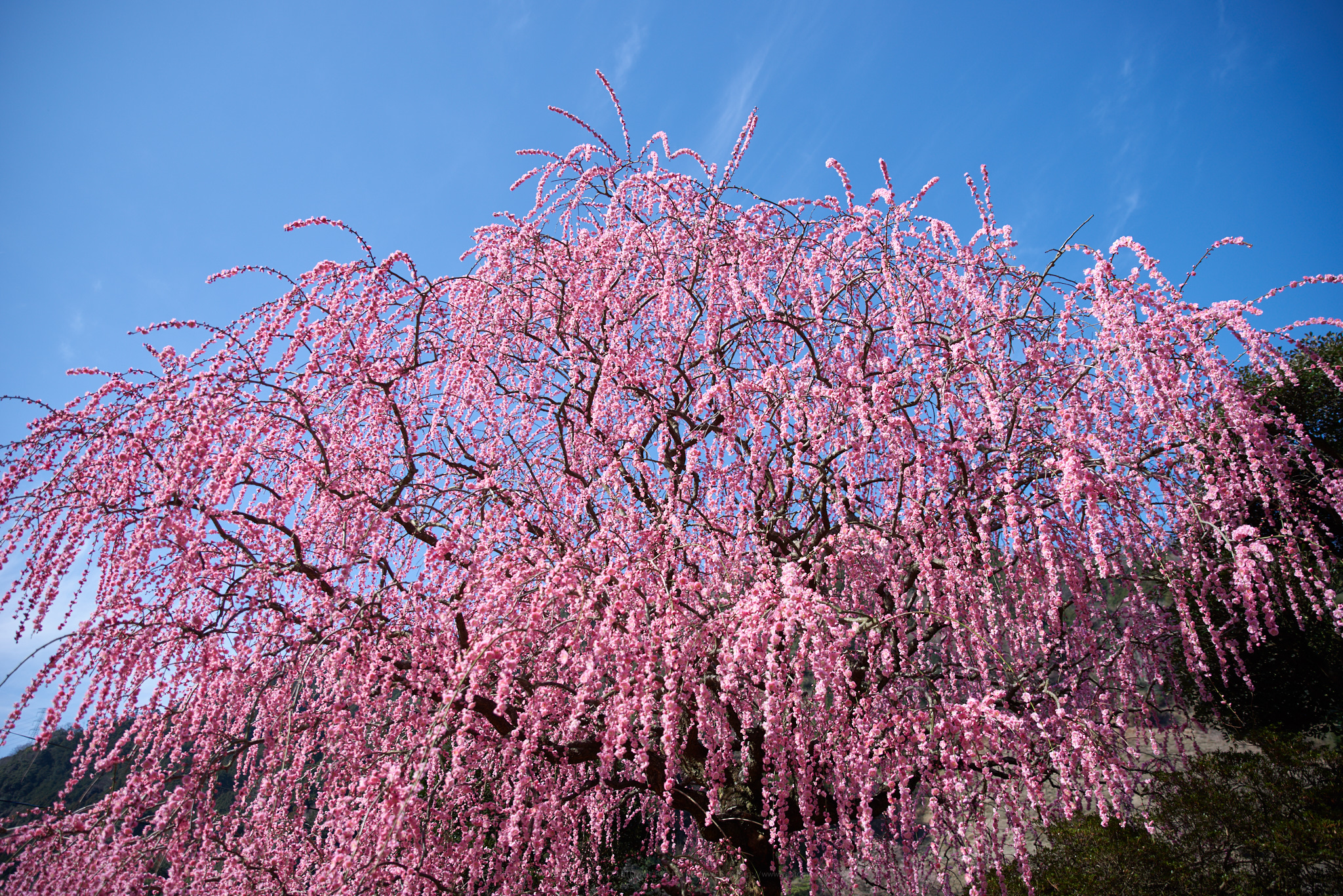 https://www.yaotomi.co.jp/blog/walk/PK1_0449%2C24%20mm_2018yaotomi.jpg