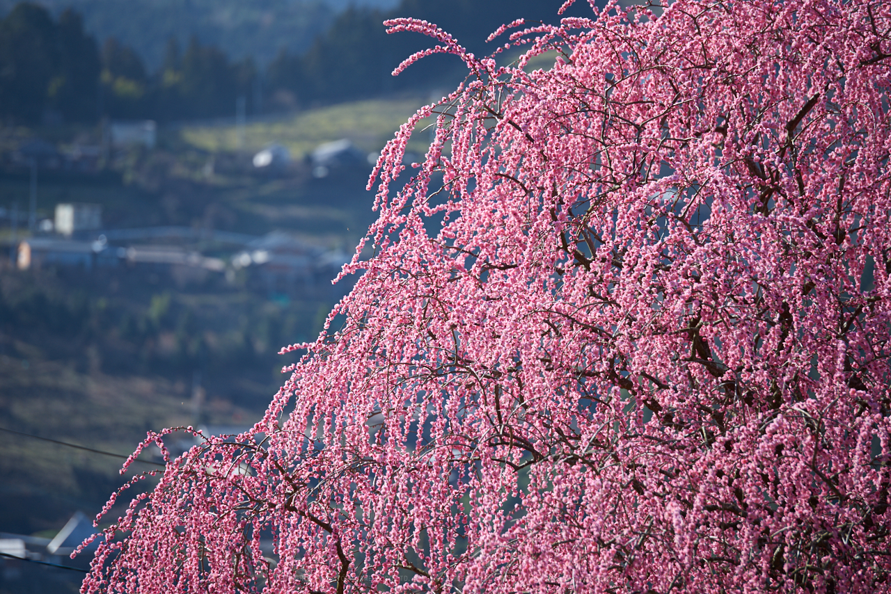 https://www.yaotomi.co.jp/blog/walk/PK1_0461_200%20mm_F2.8_2018yaotomi.jpg