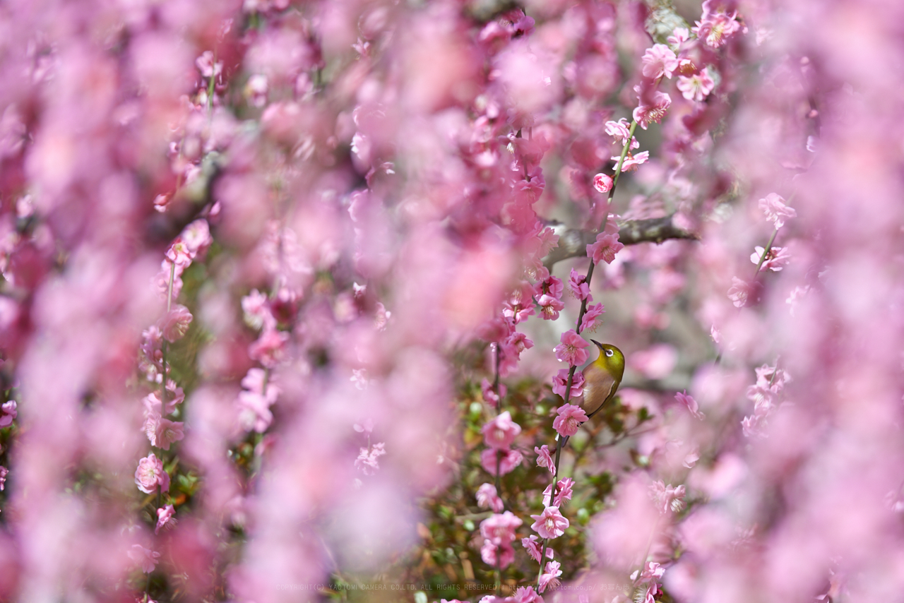 https://www.yaotomi.co.jp/blog/walk/PK1_0462_200%20mm_F2.8_2018yaotomi.jpg