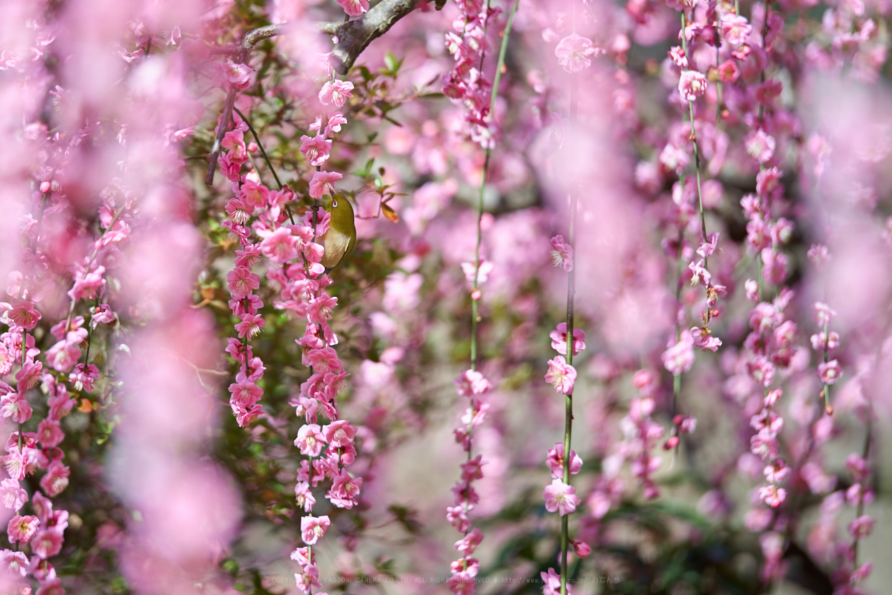 https://www.yaotomi.co.jp/blog/walk/PK1_0464_200%20mm_F2.8_2018yaotomi.jpg